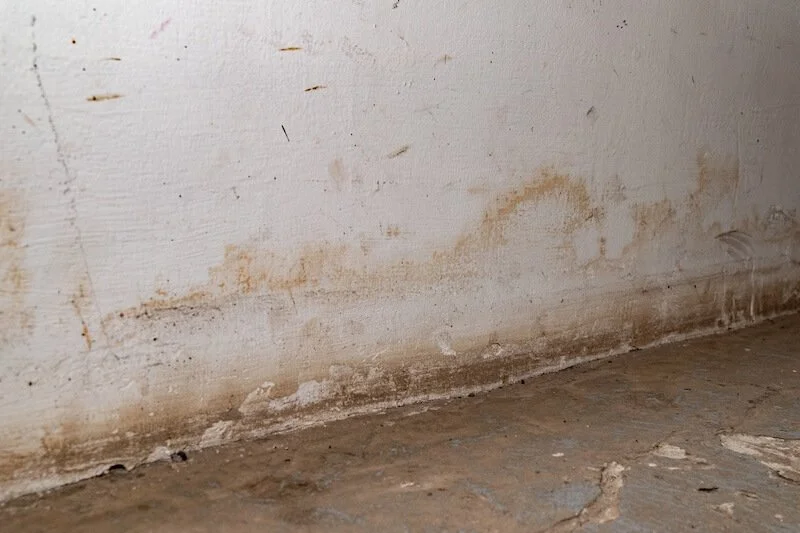 Mold on basement wall near flooring