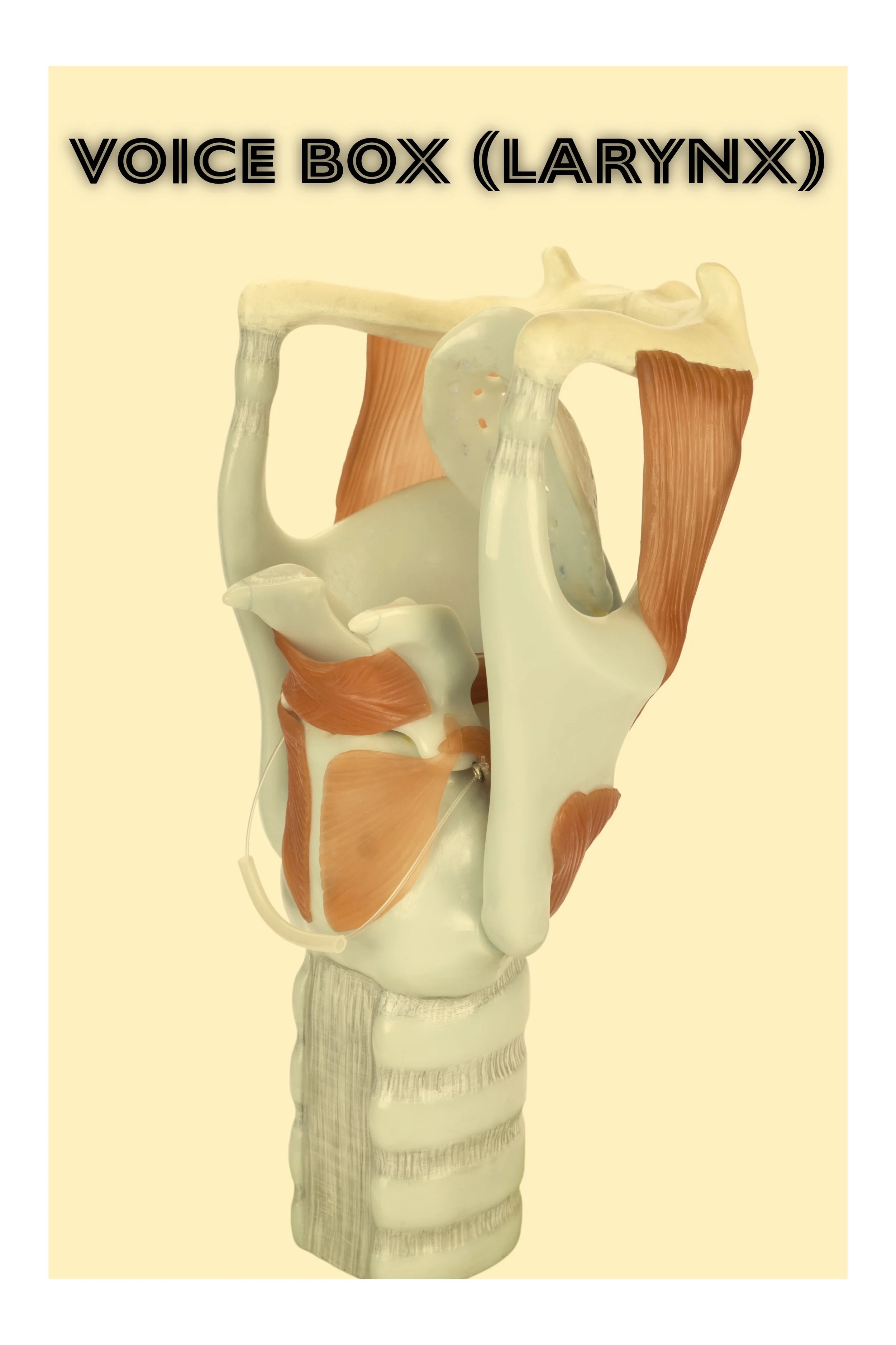 Vocal Cord Paralysis vs. Paresis: Key Differences, Symptoms, and Treatments