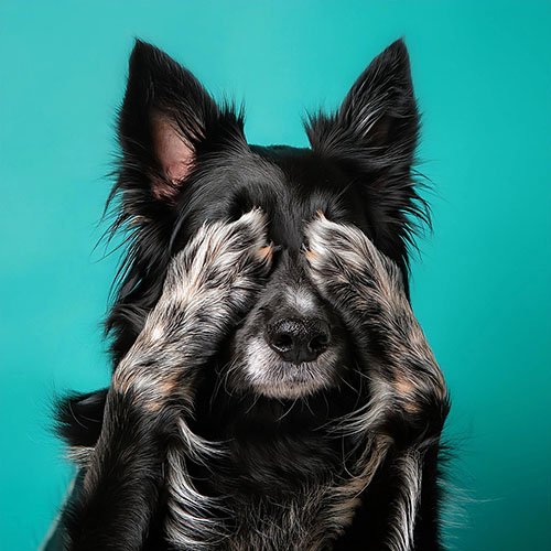 Stuttering, Stammering and Cluttering