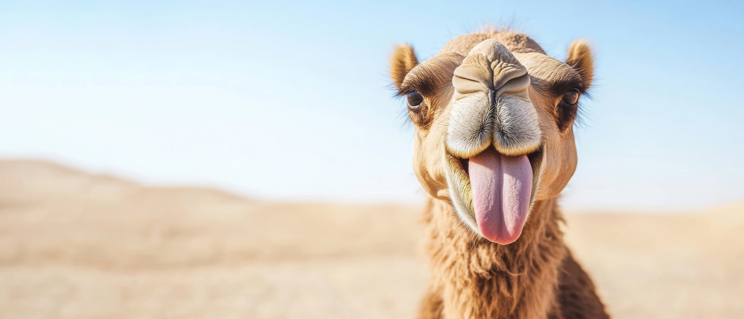 a funny camel facing camera with its tongue hanging out