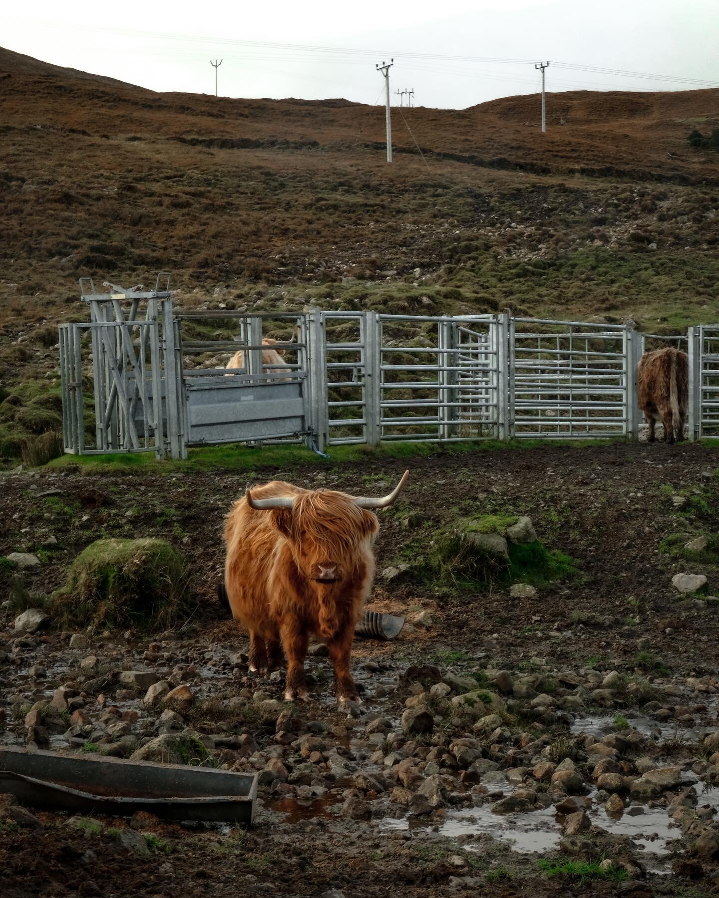 In the Highlands, the rain falls heavy, but not as heavy as the judgmental stare of a cow eyeing my mud-caked white sneakers. Maybe not my brightest idea 👀