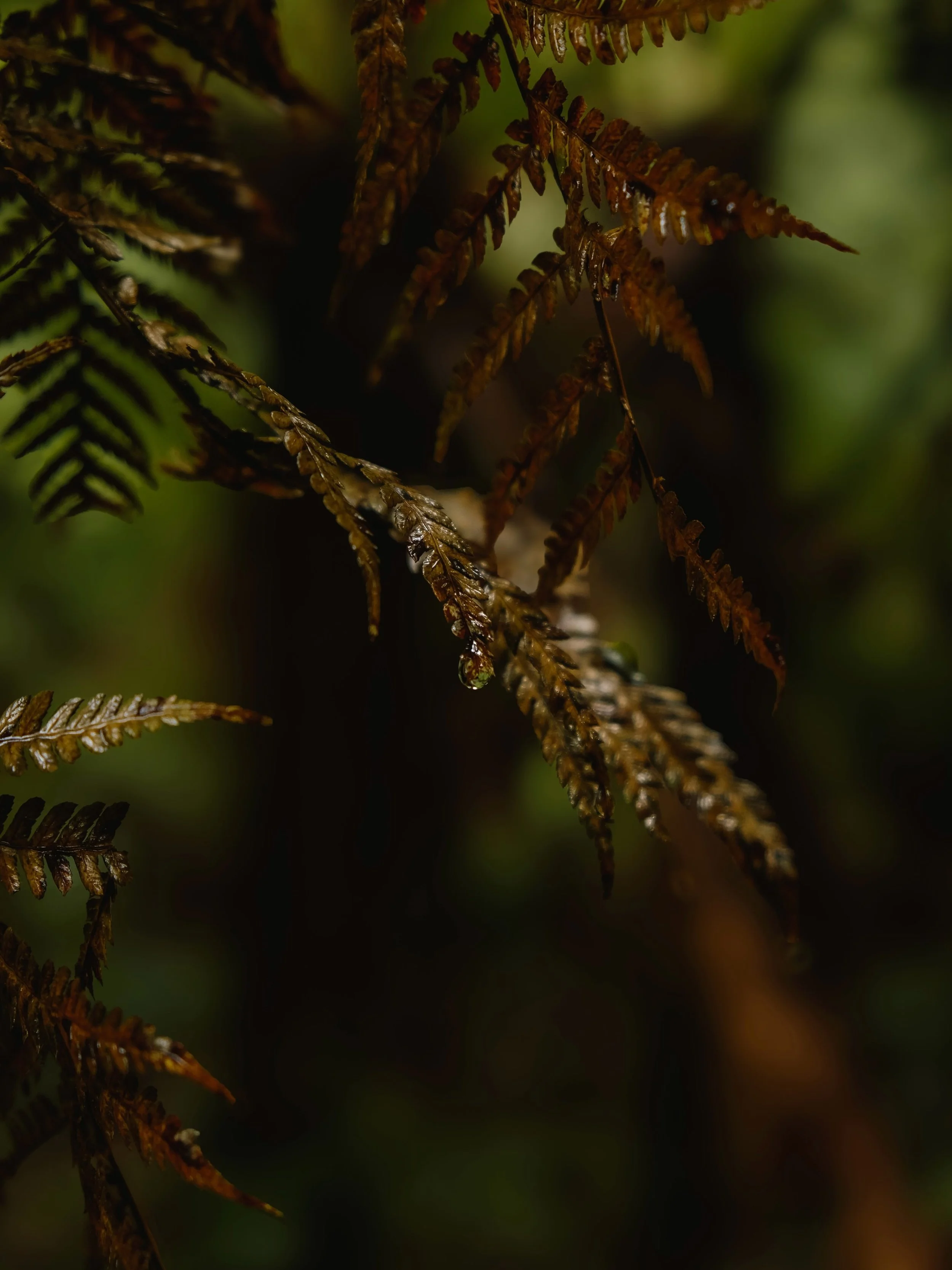 Wet fern, dark forest, zero notifications. Highly recommend.