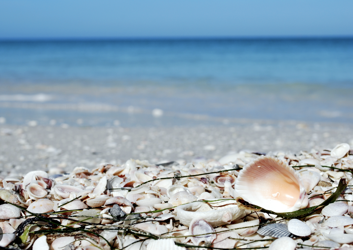 Screen Shot 2023-12-16 at 5.11.40 PM.png