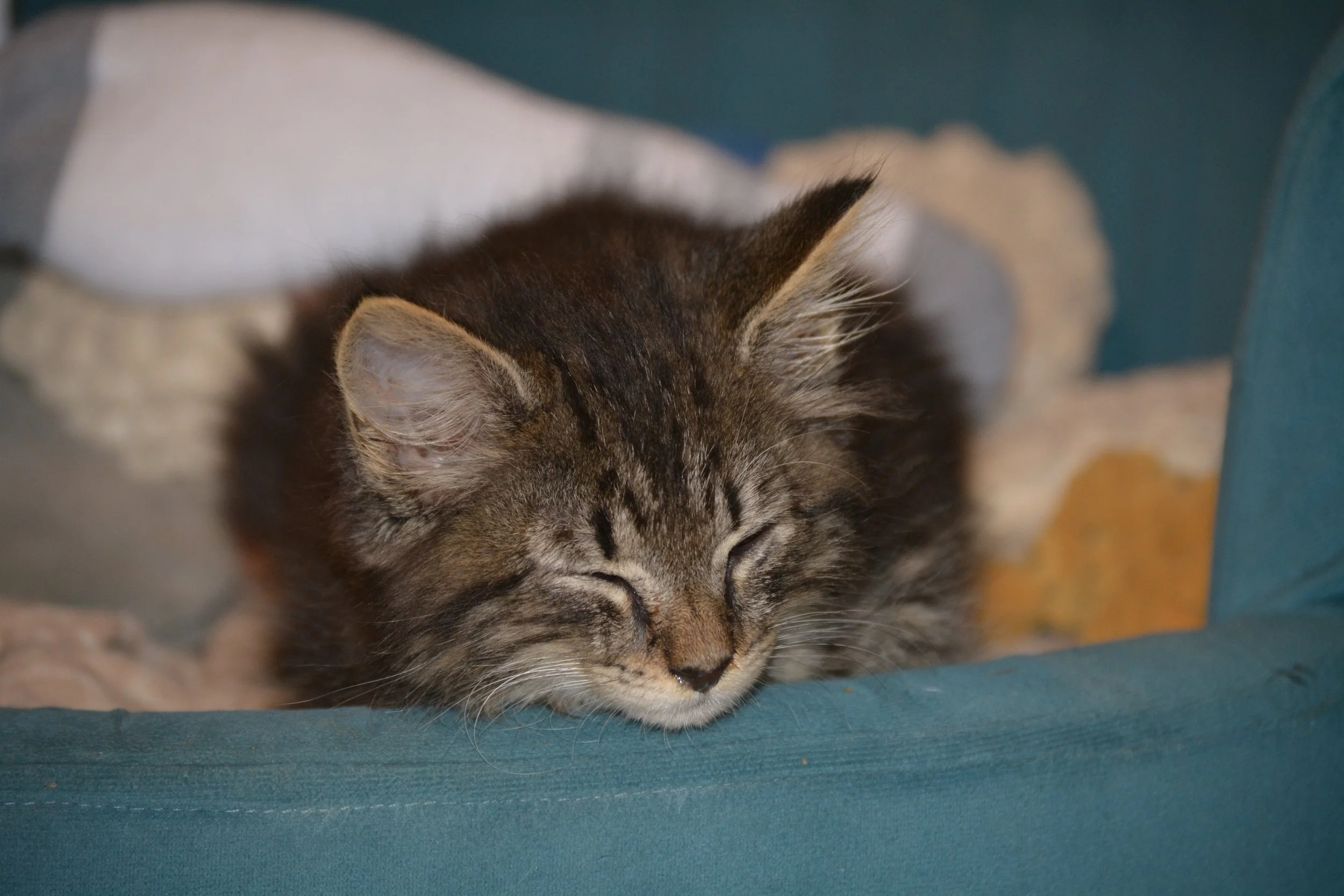 DSC_0053.JPG