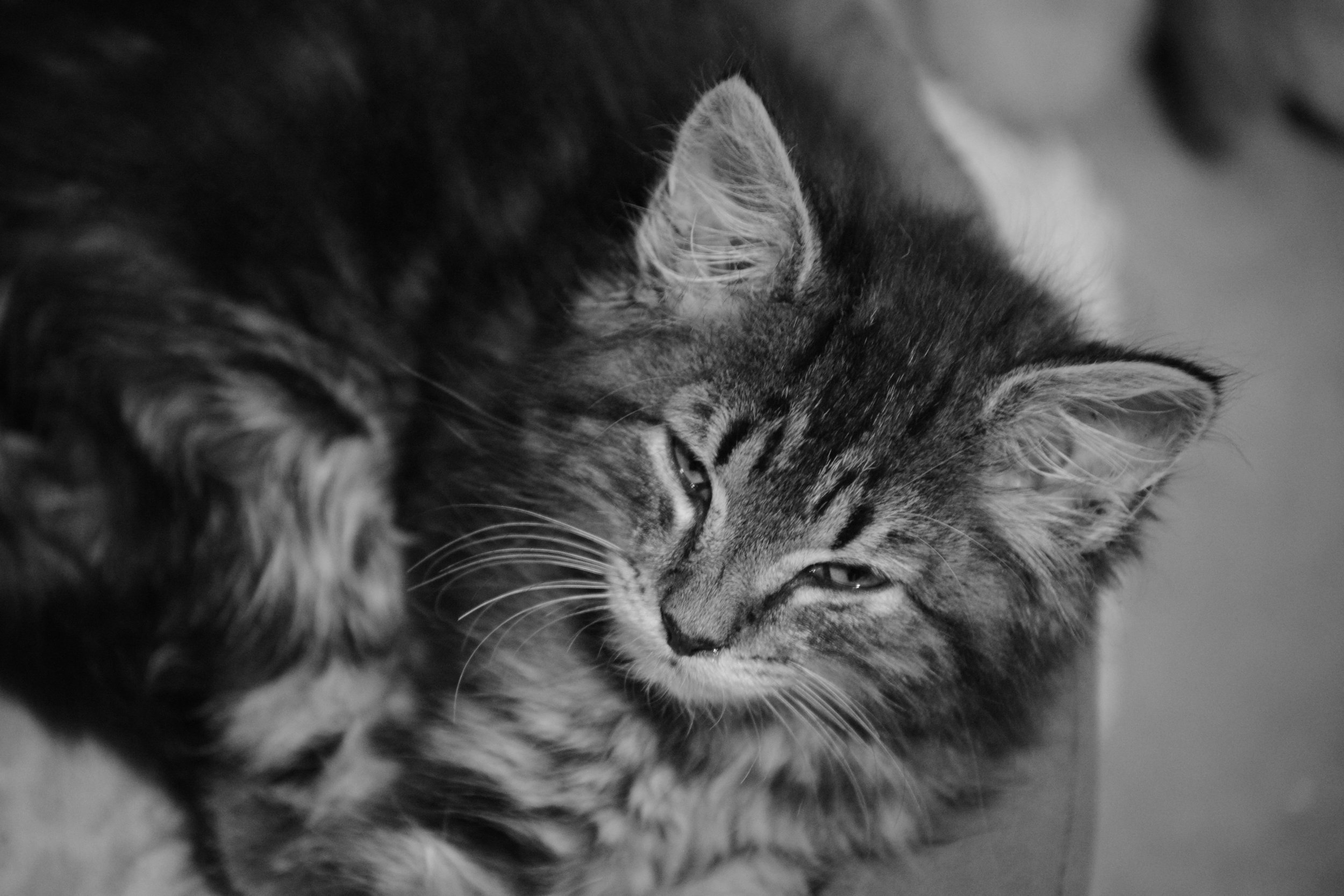 DSC_0045.JPG