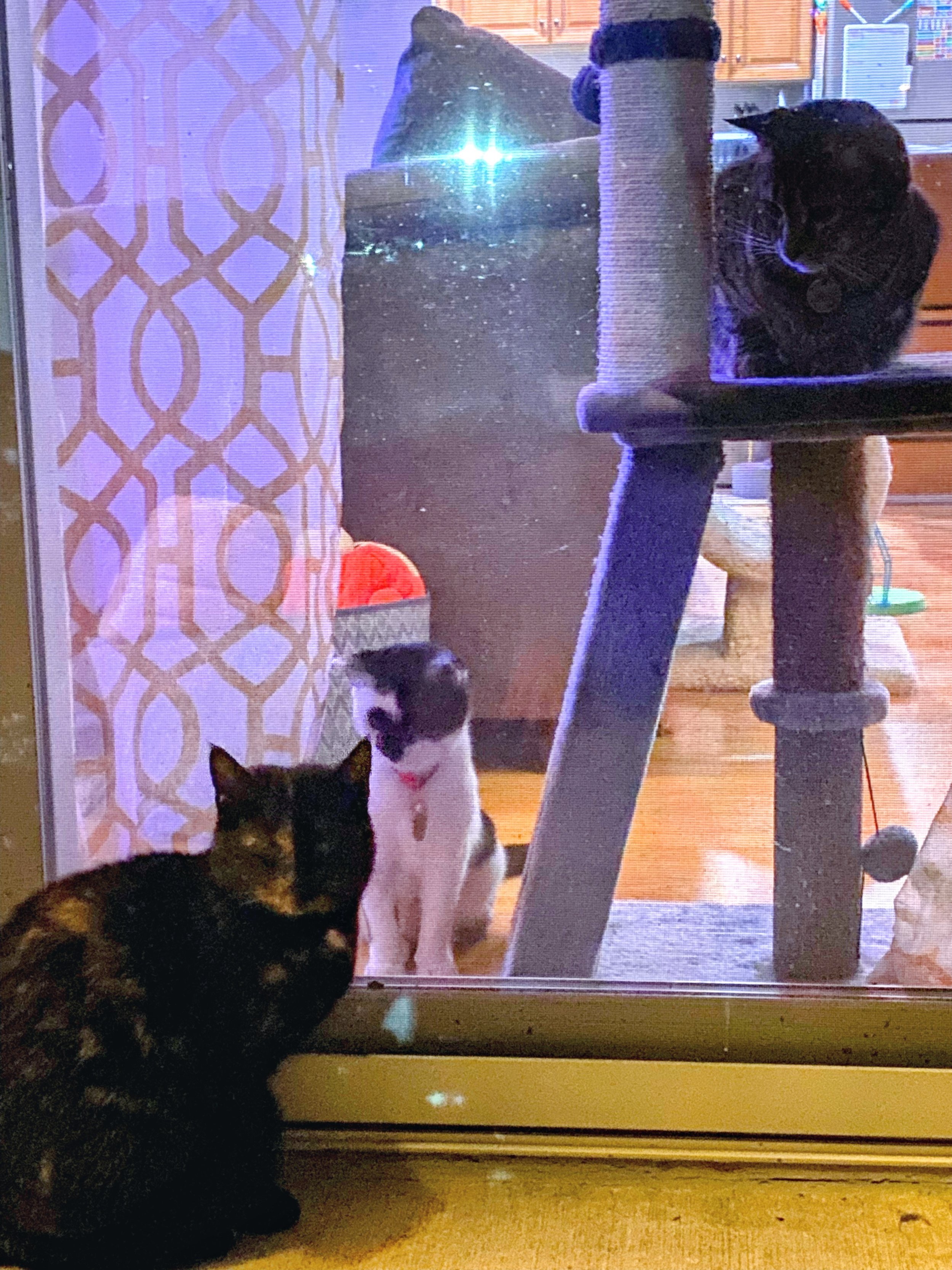 chiclet+sadie+bean.jpg