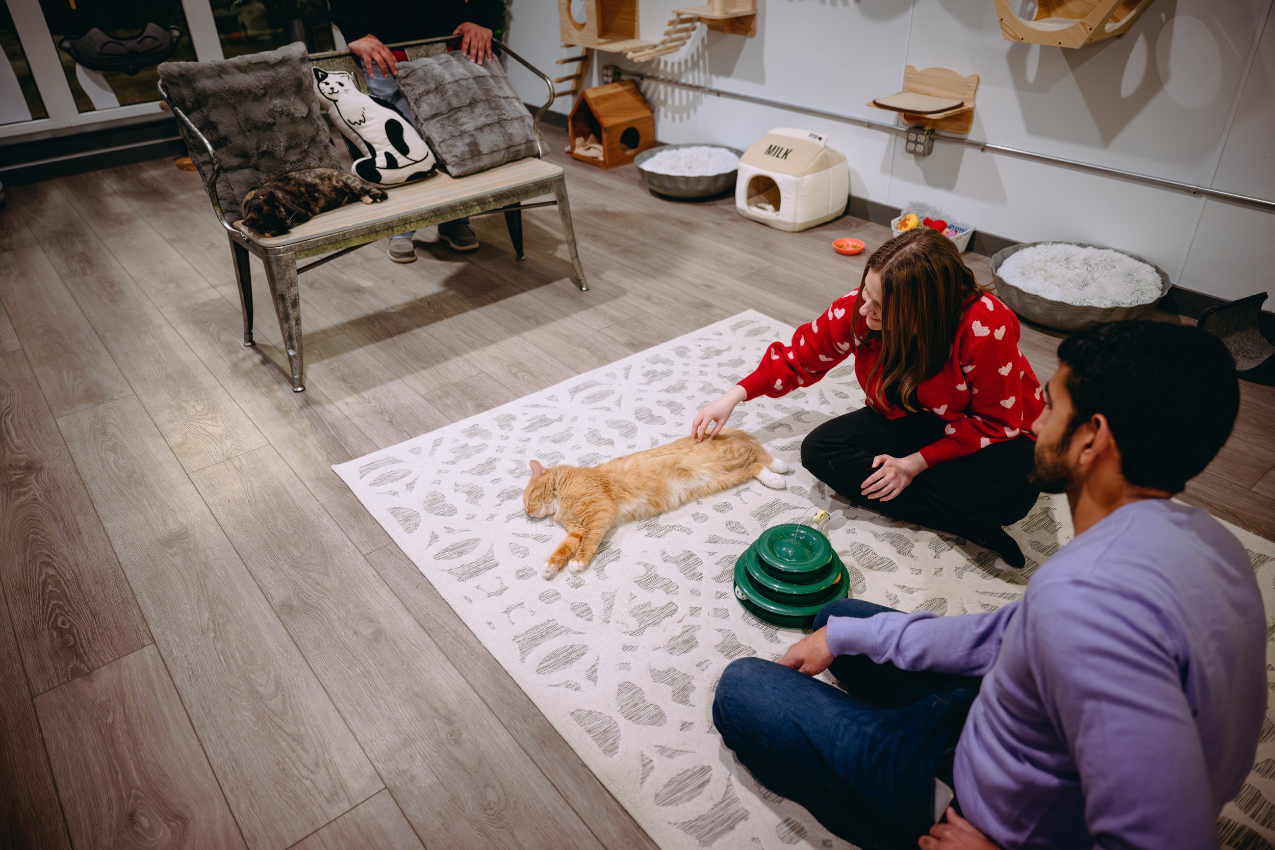 20250214-perk-and-paws-036.jpg