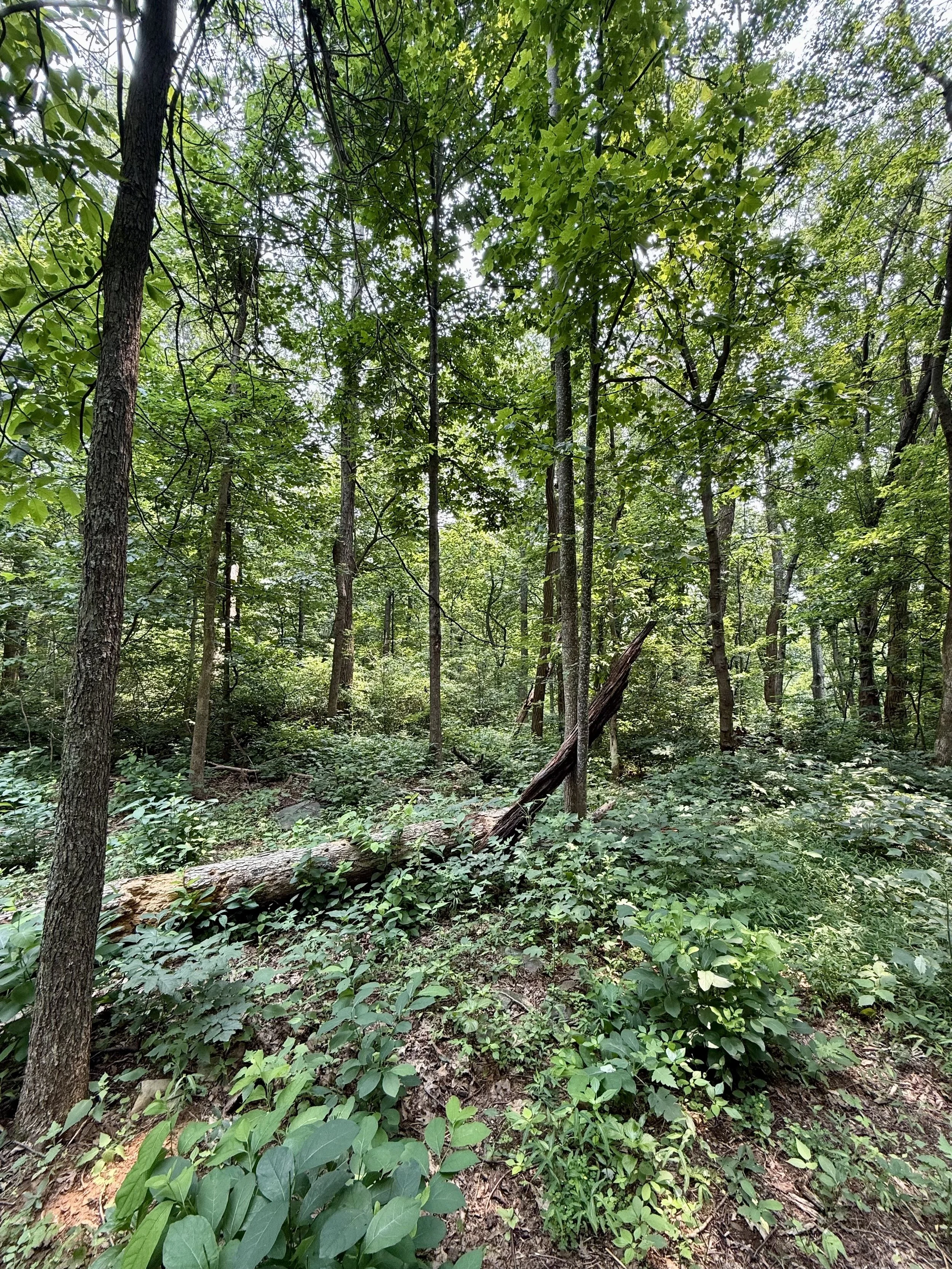 Undeveloped wooded homesite in Nelson County, Virginia, before site evaluation and planning for a custom home.