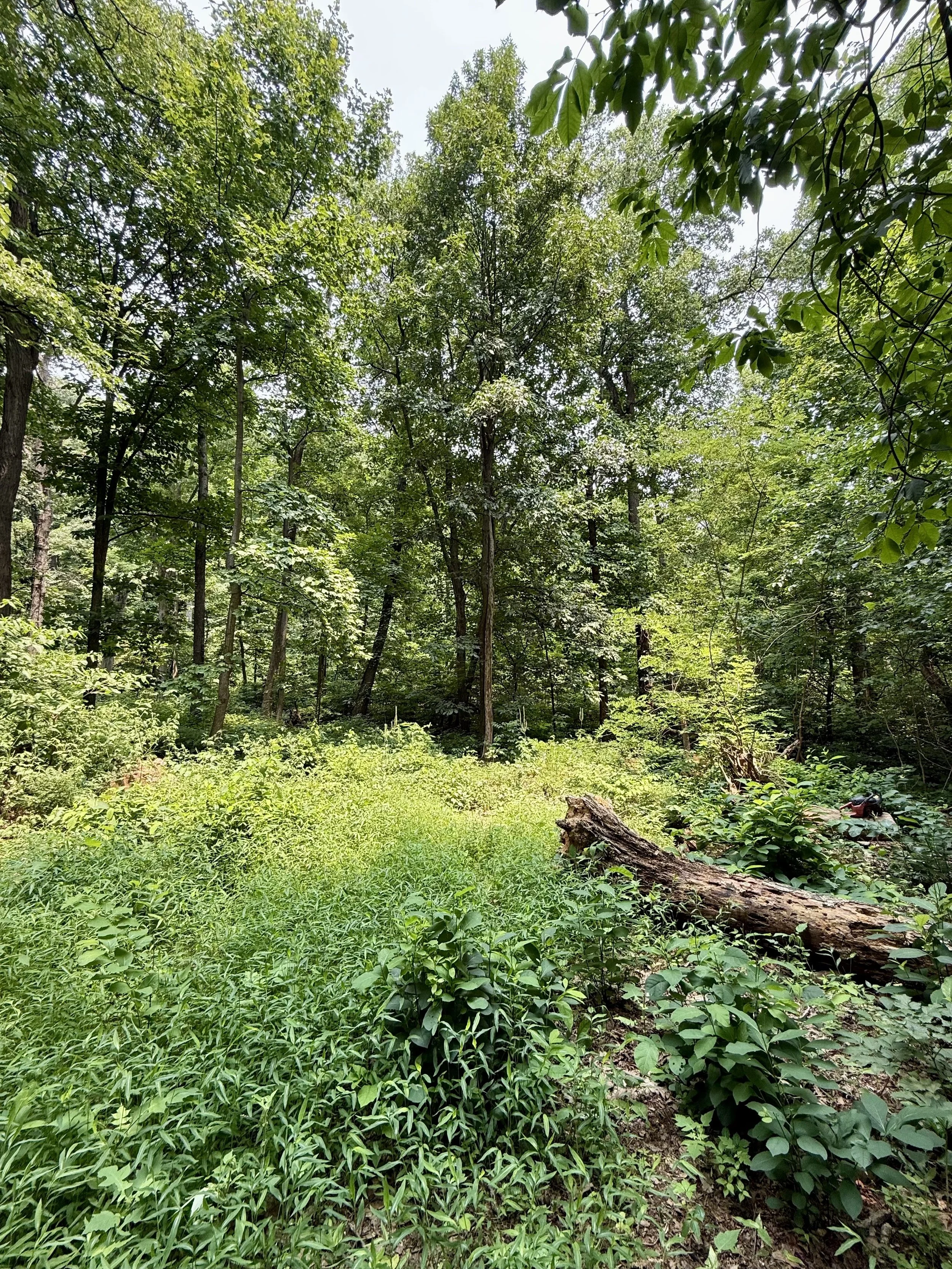 Raw wooded land in Central Virginia, illustrating the first step in planning and designing a custom home.