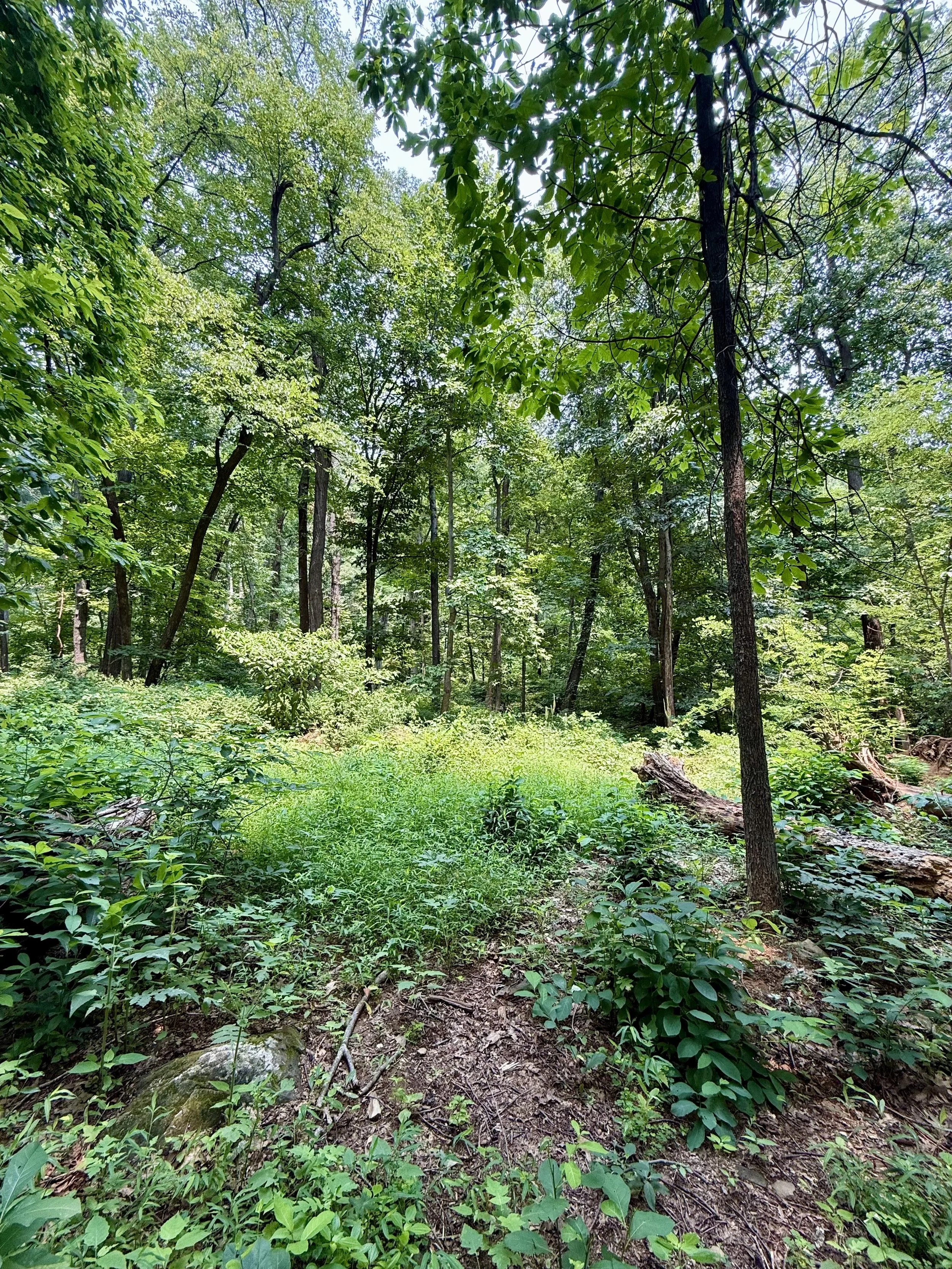 Undeveloped mountain homesite in Nelson County, Virginia, before custom home design, driveway planning, and utility layout.