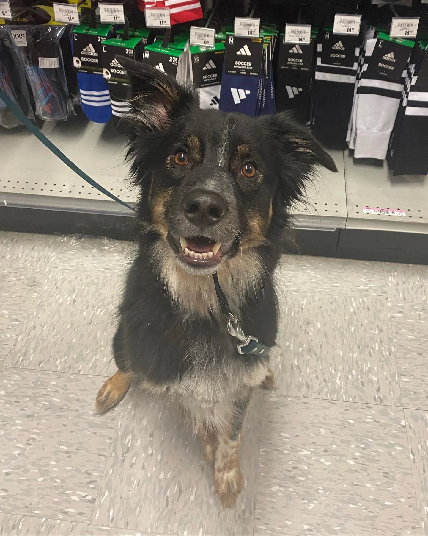 Had an amazing private lesson with Squid and his parents at Academy! We were originally going to go to a park but it was WAAAAY too hot. 

We worked on luring into a heel, stay with distractions, and increasing the rate of reinforcement to keep Squid