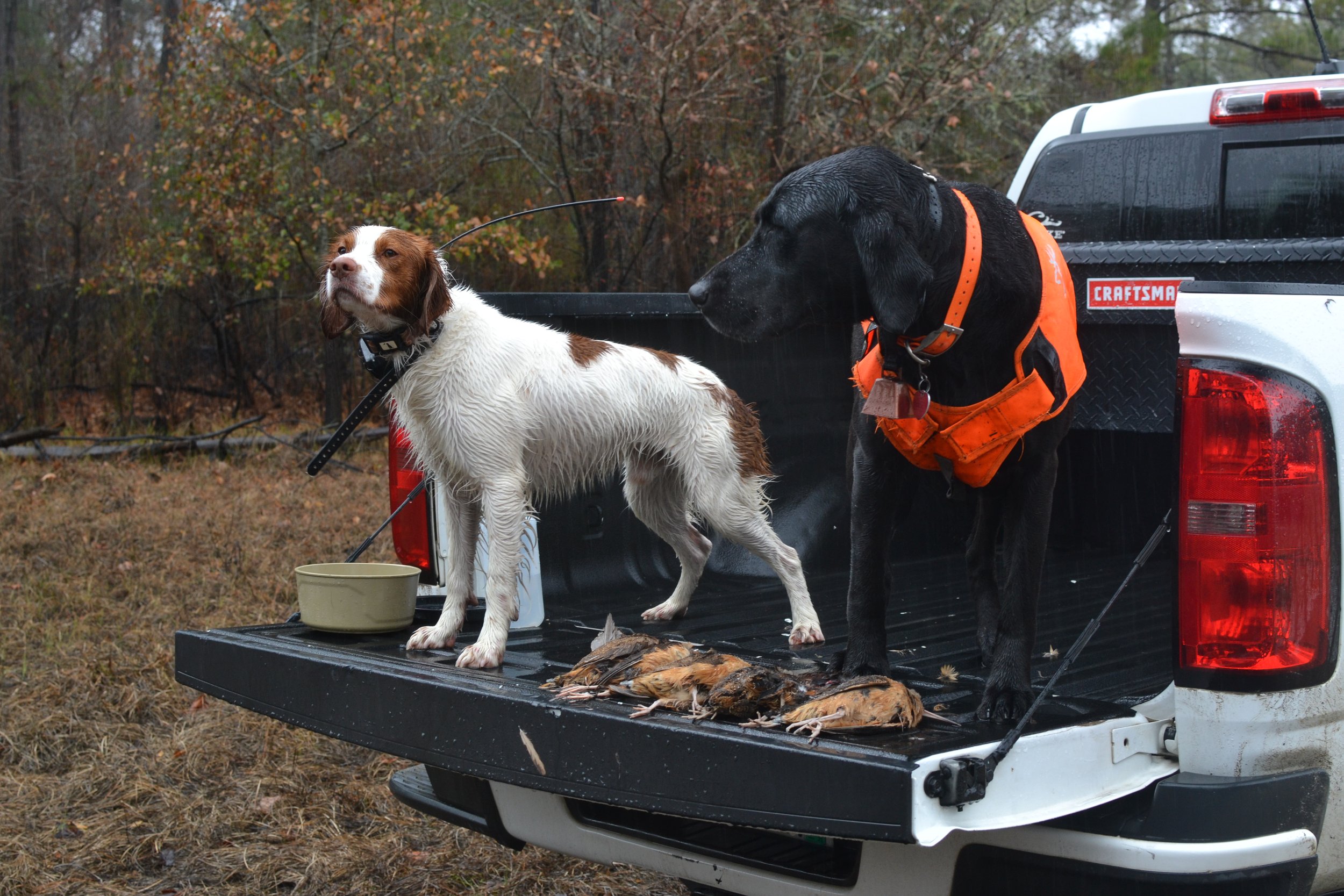 Hunting American Woodcock in the Southeast