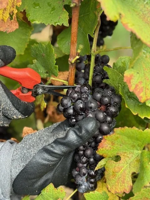 2025 Harvest Recap