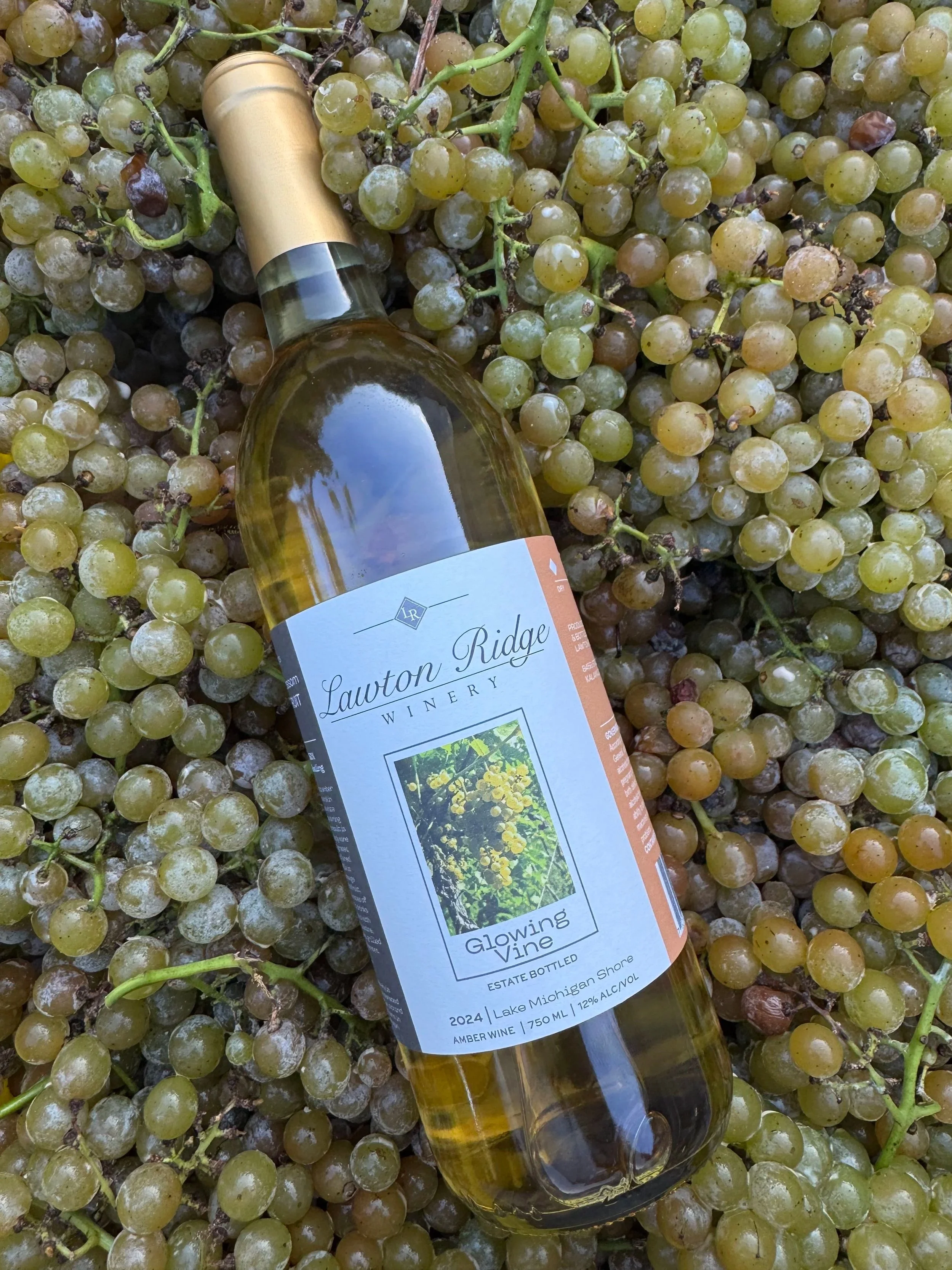 glowing vine orange wine