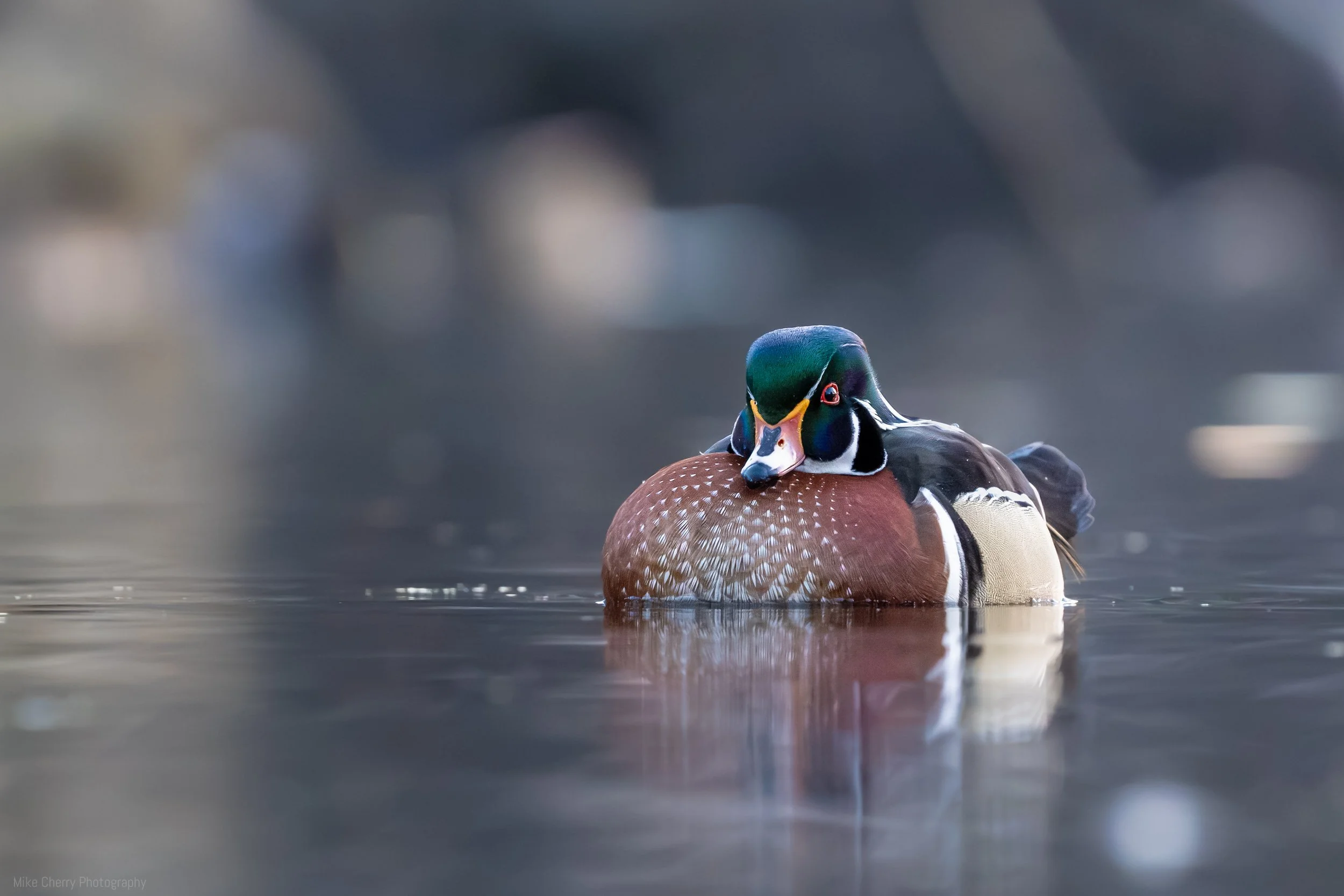  Wood Duck (Male) 