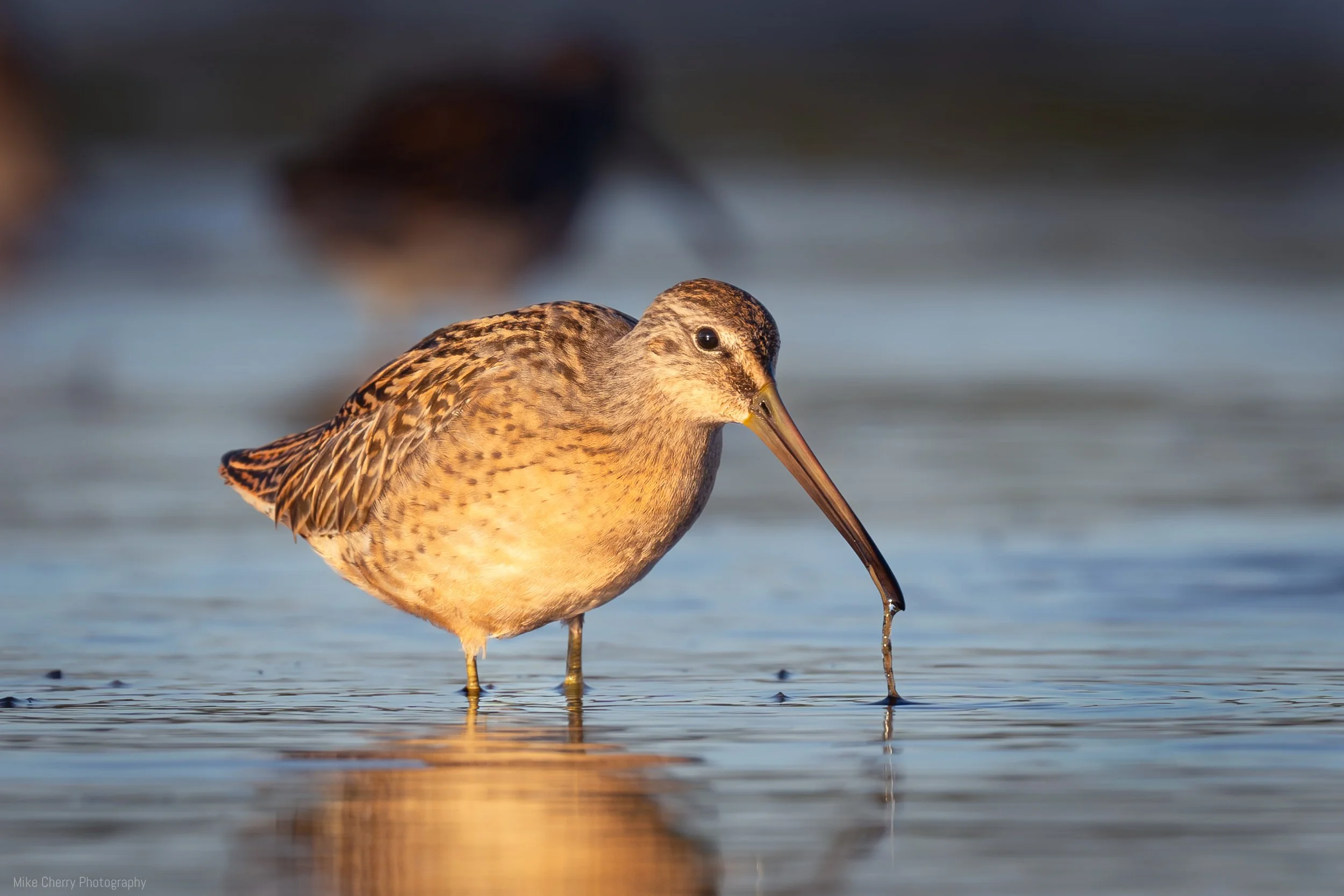  Short Billed Dowitcher 