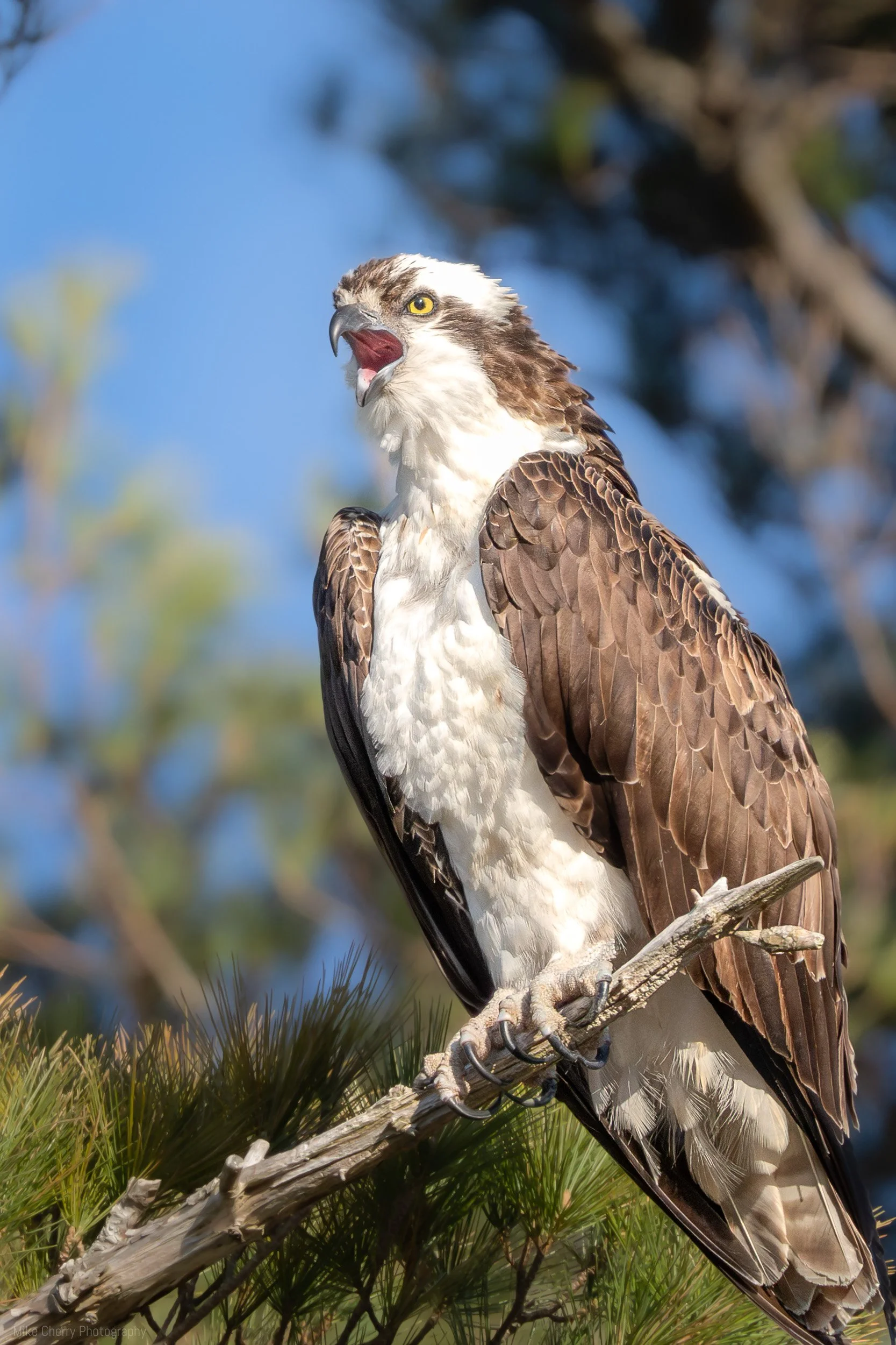  Osprey 