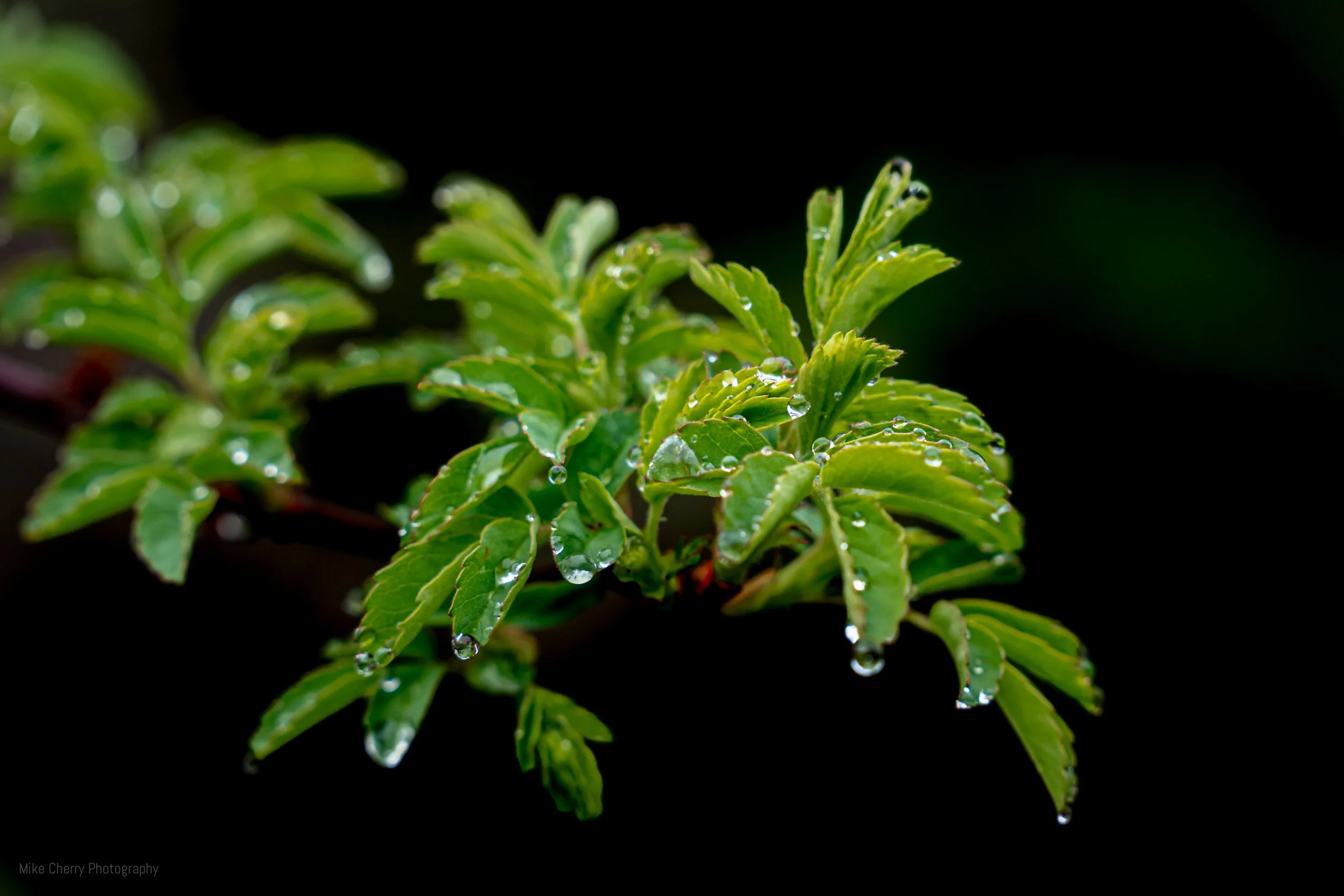 Rain Drops on Follage 