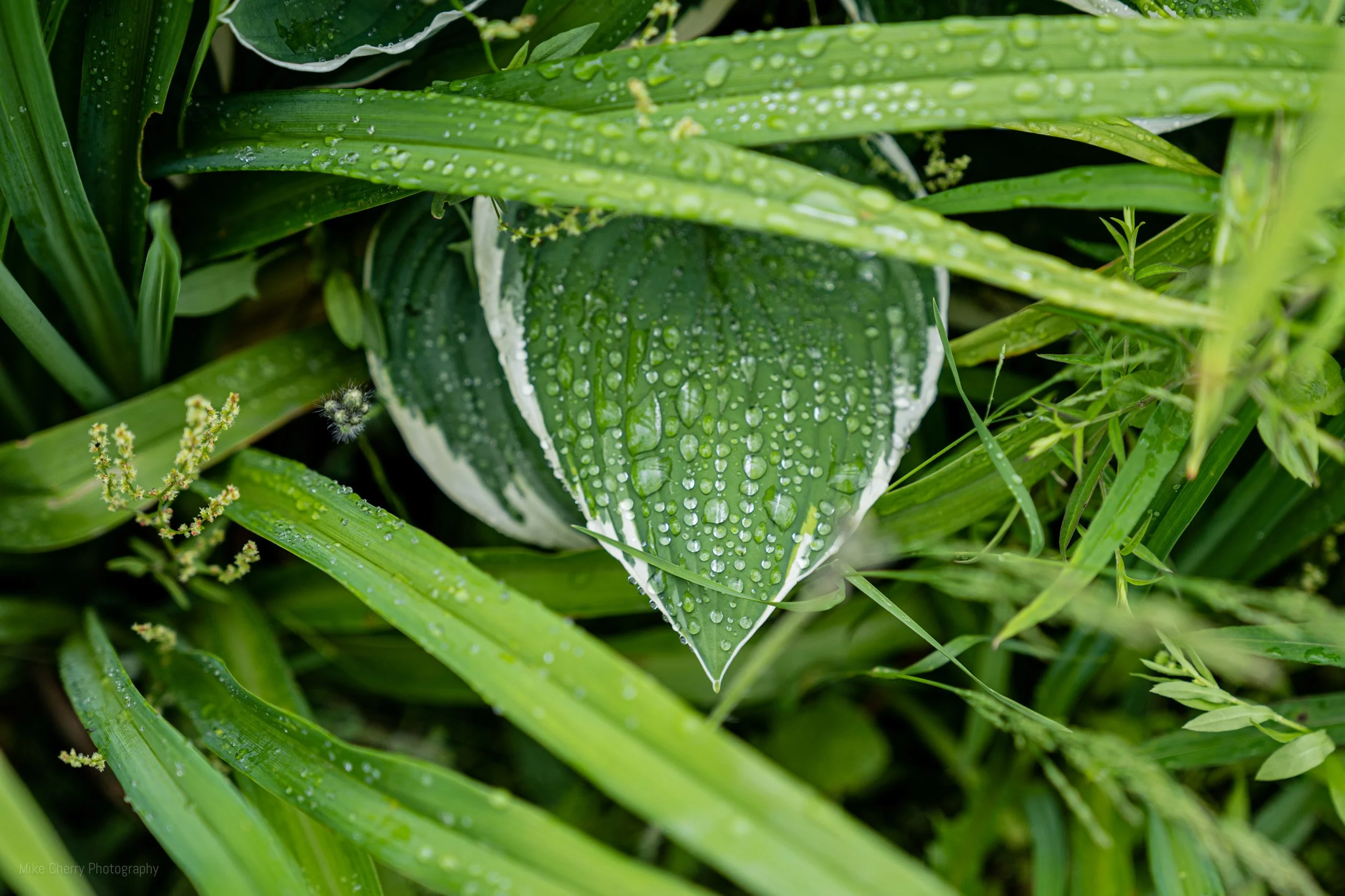  Rain drops on Hosta Leaf 