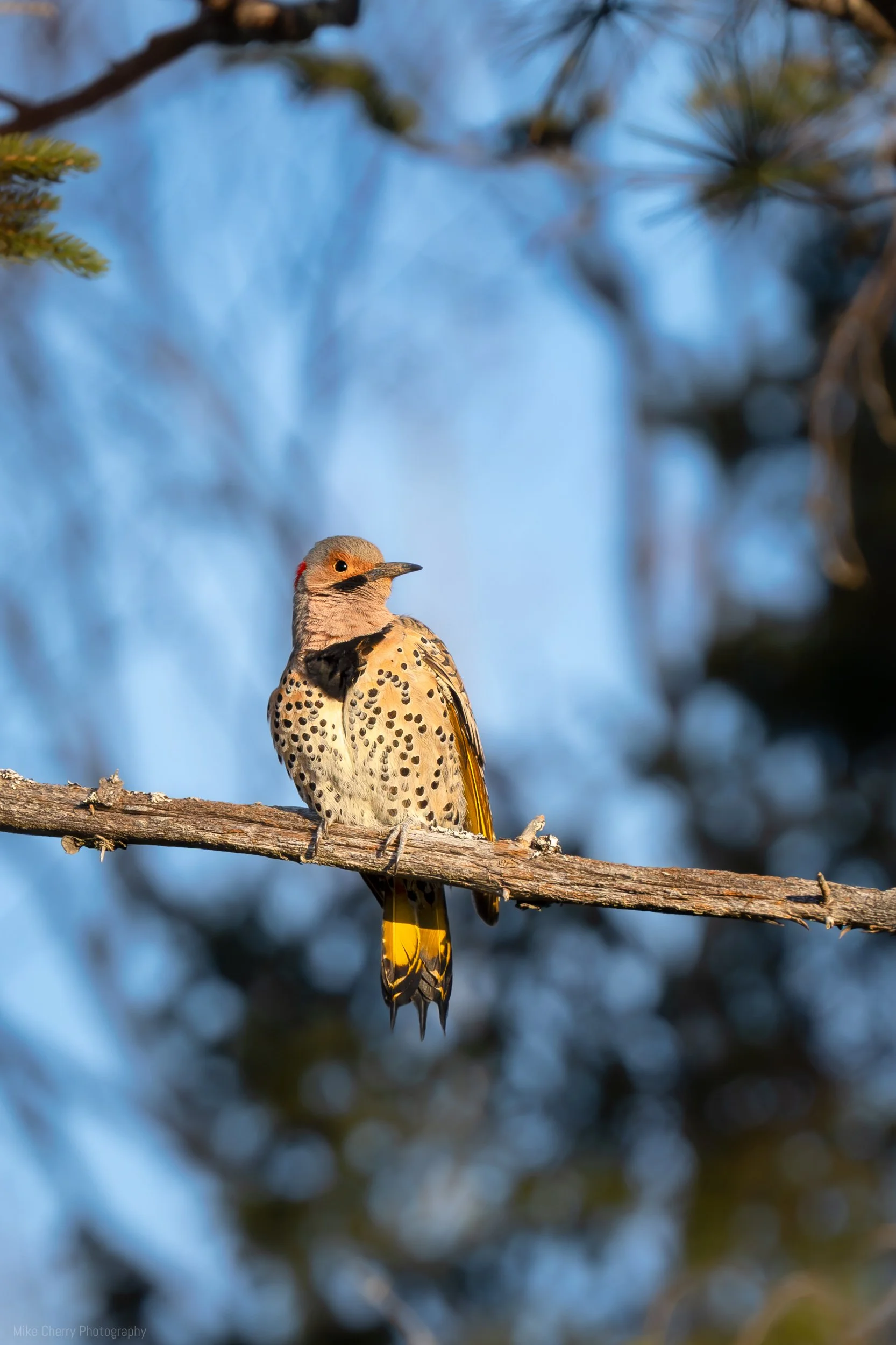  Common Flicker 