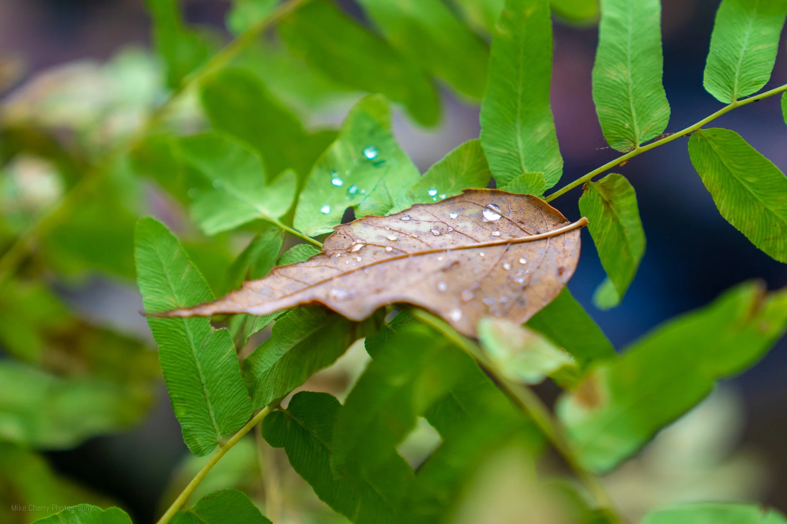  Rain Drops on Fallin Leaf 