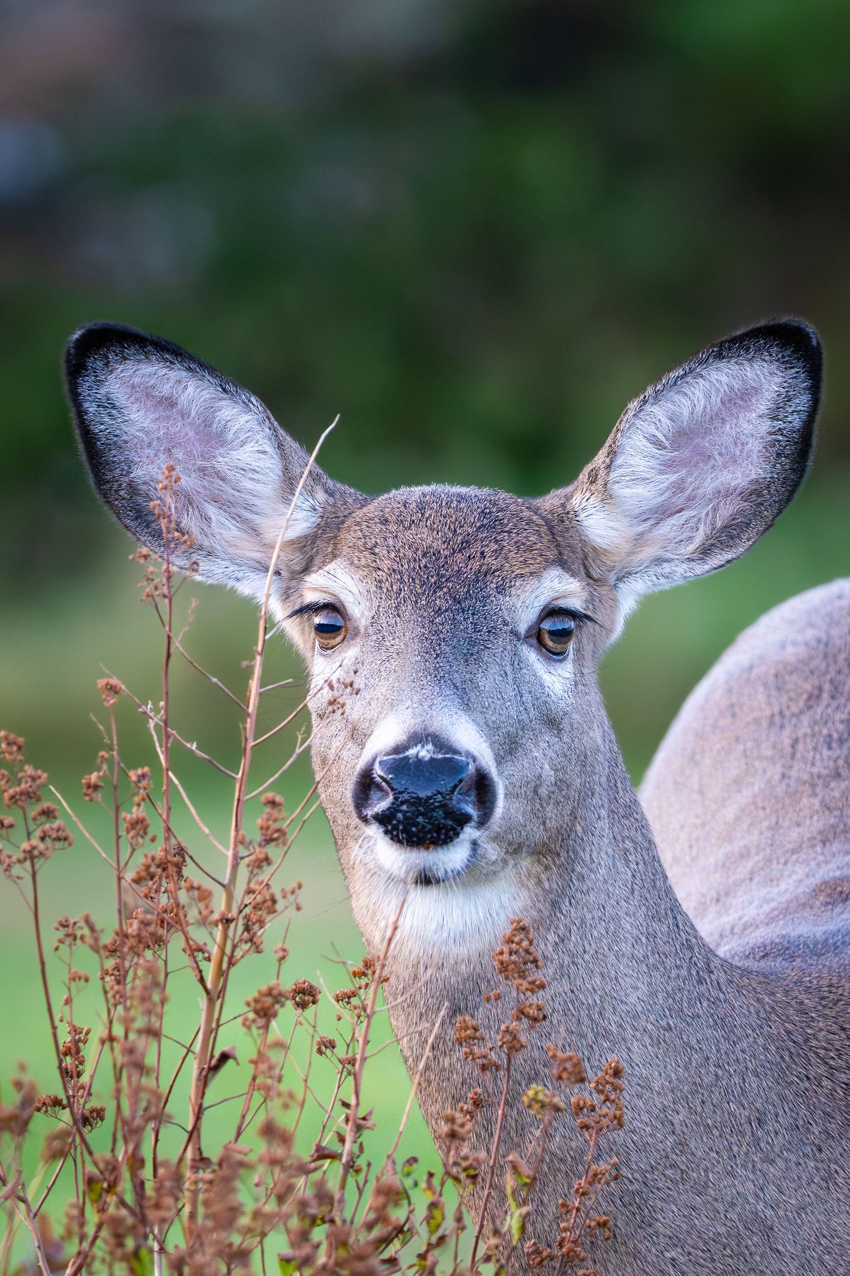 Whitetail Deer