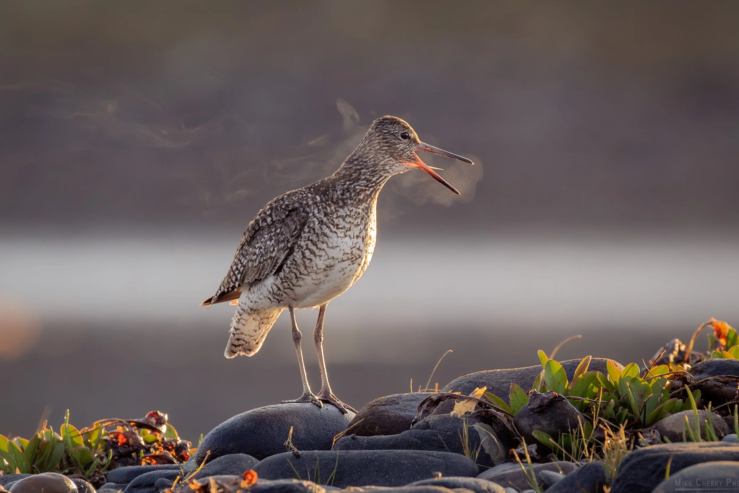 Low Light photos of a Fox and a few Willets at Rainbow Haven, Nova Scotia