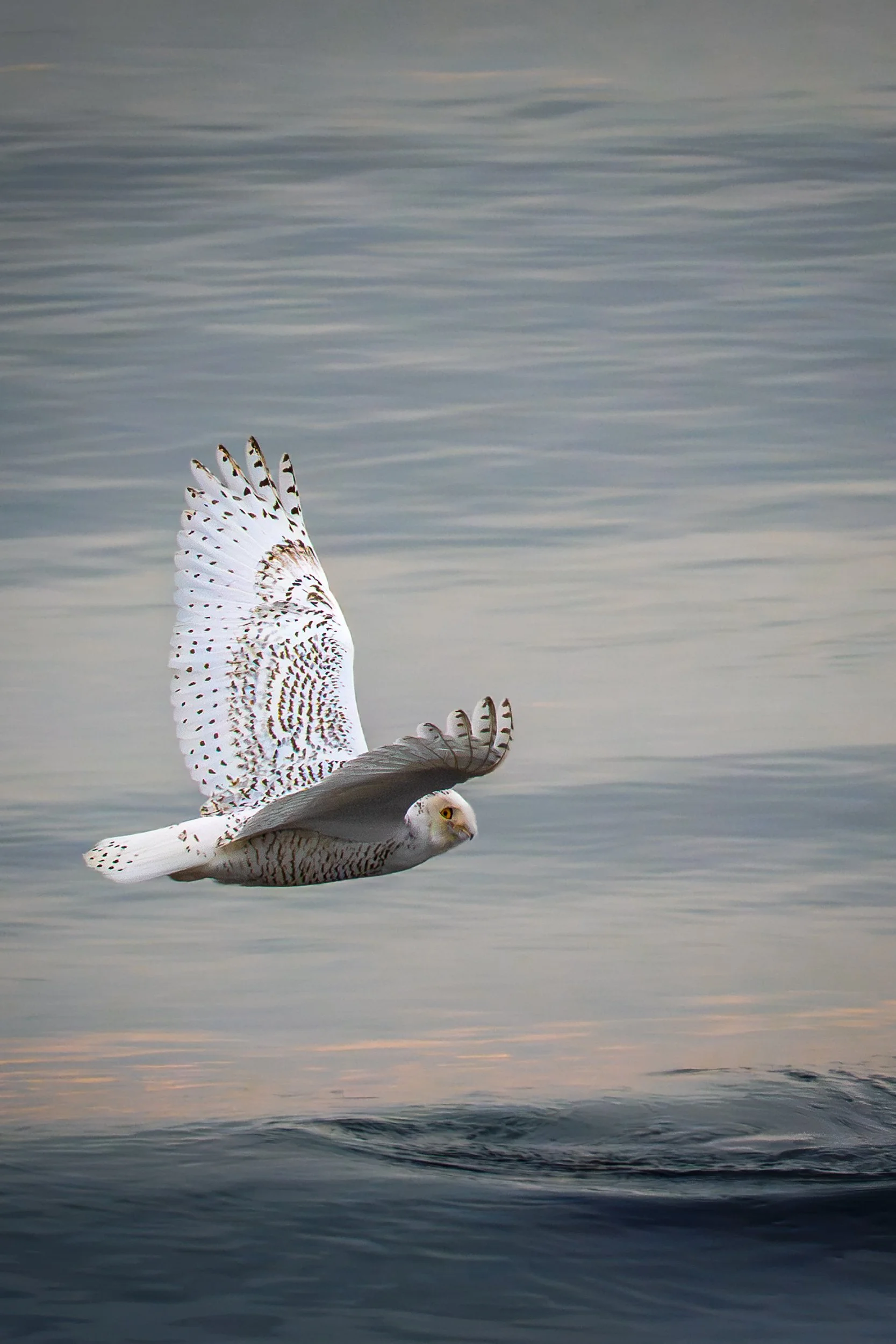 Snowy Owl, Eastern Shore, NS