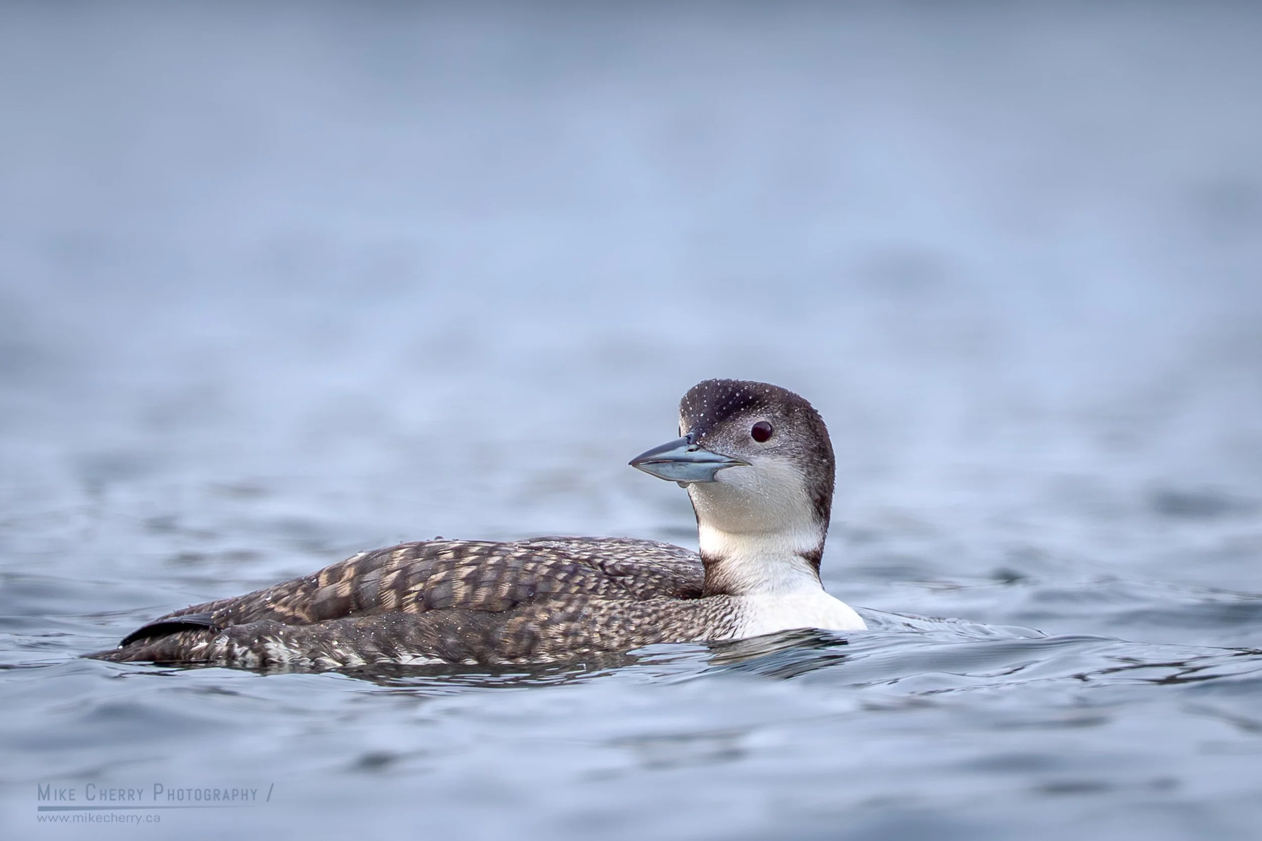 Immature Common Loon