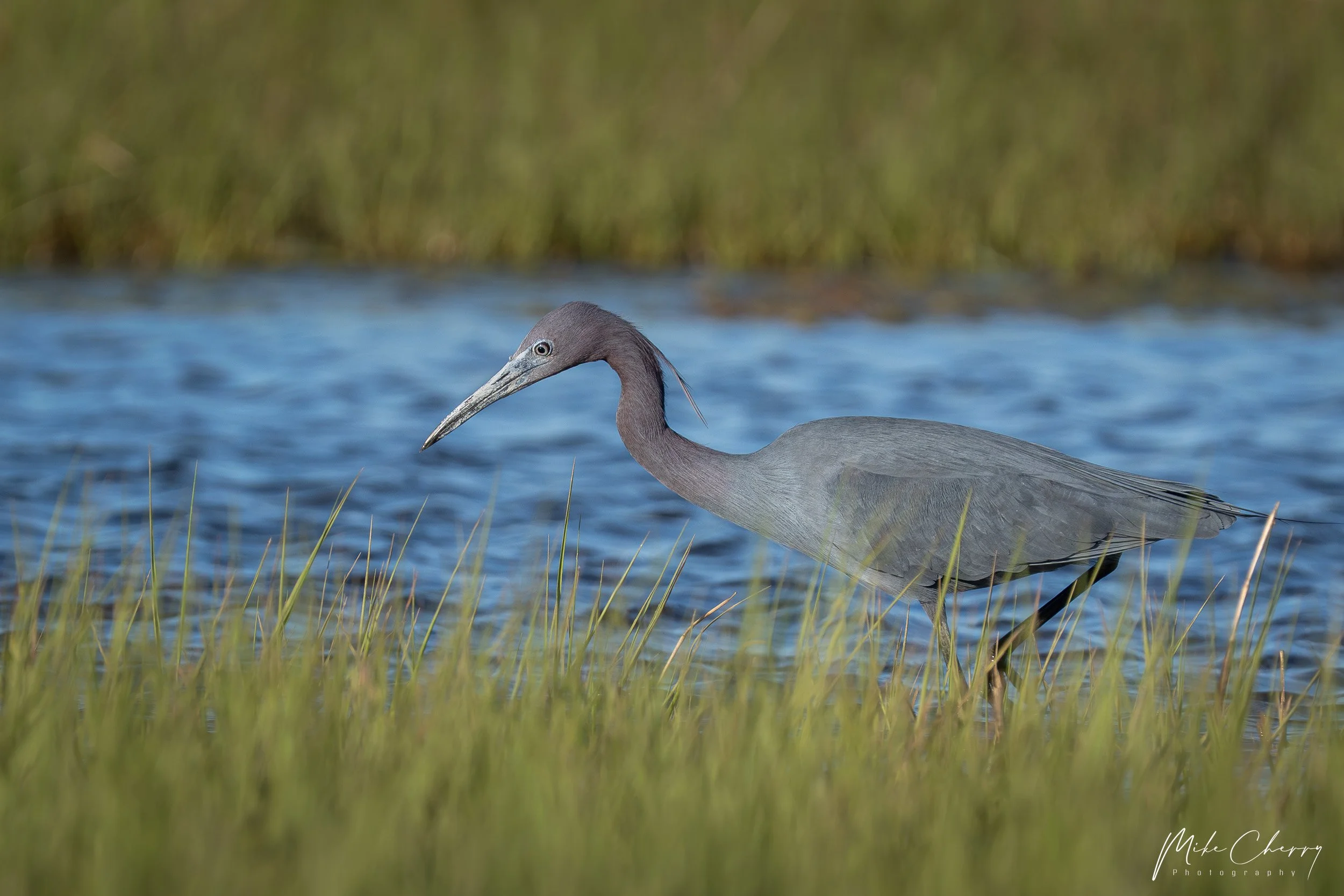 Little Blue Heron
