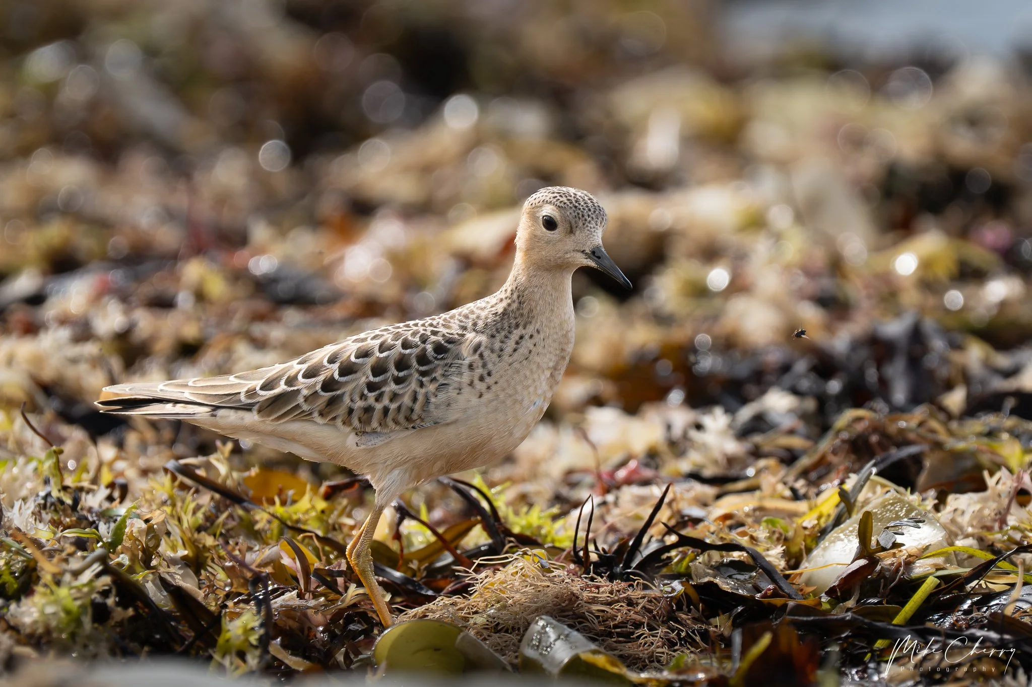 August Birding Highlights