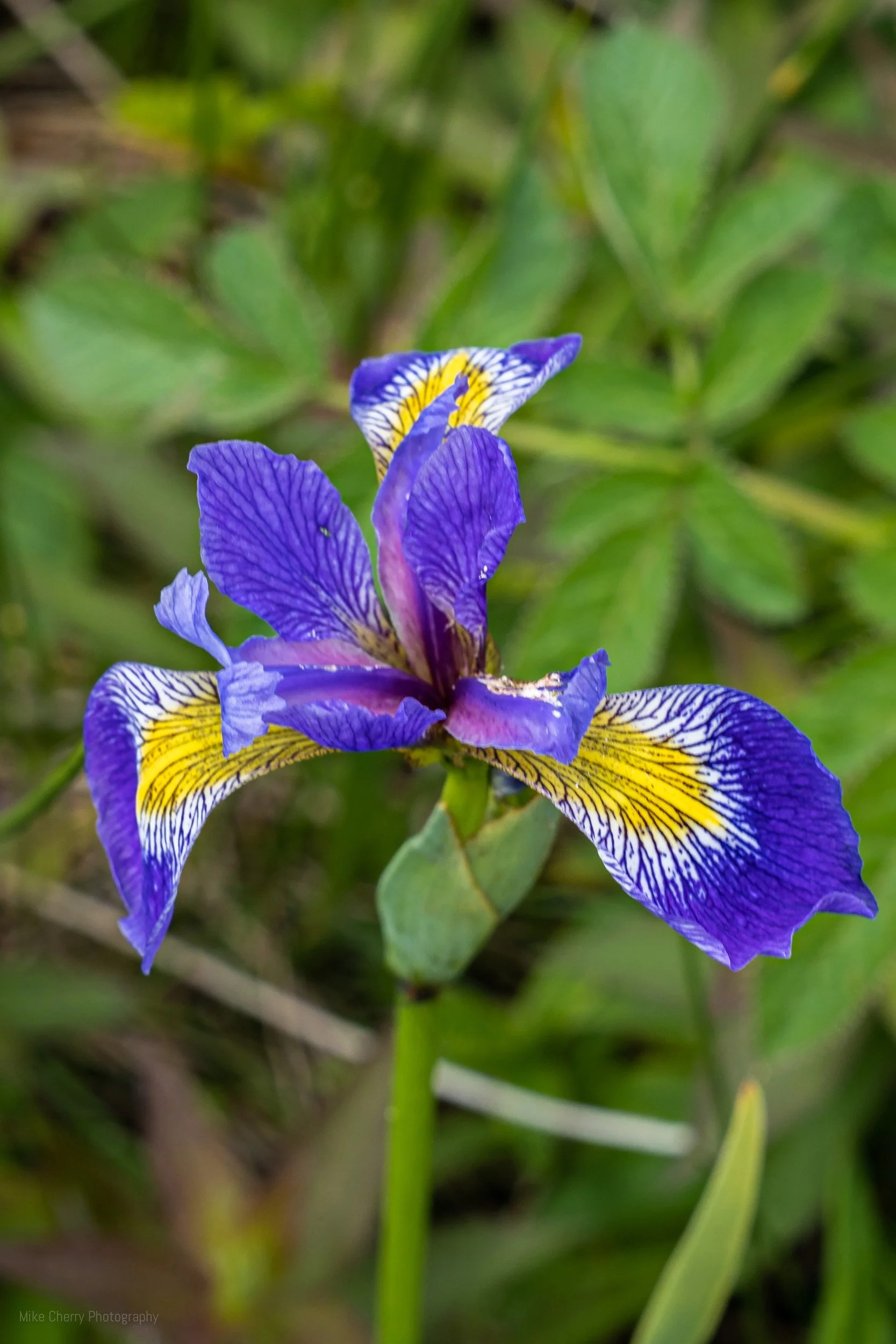  Iris 