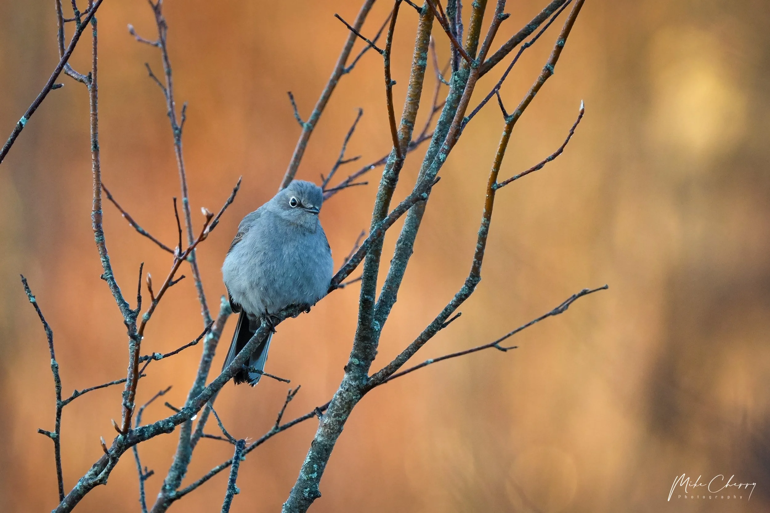 WLD115-townsend's-solitaire.jpg