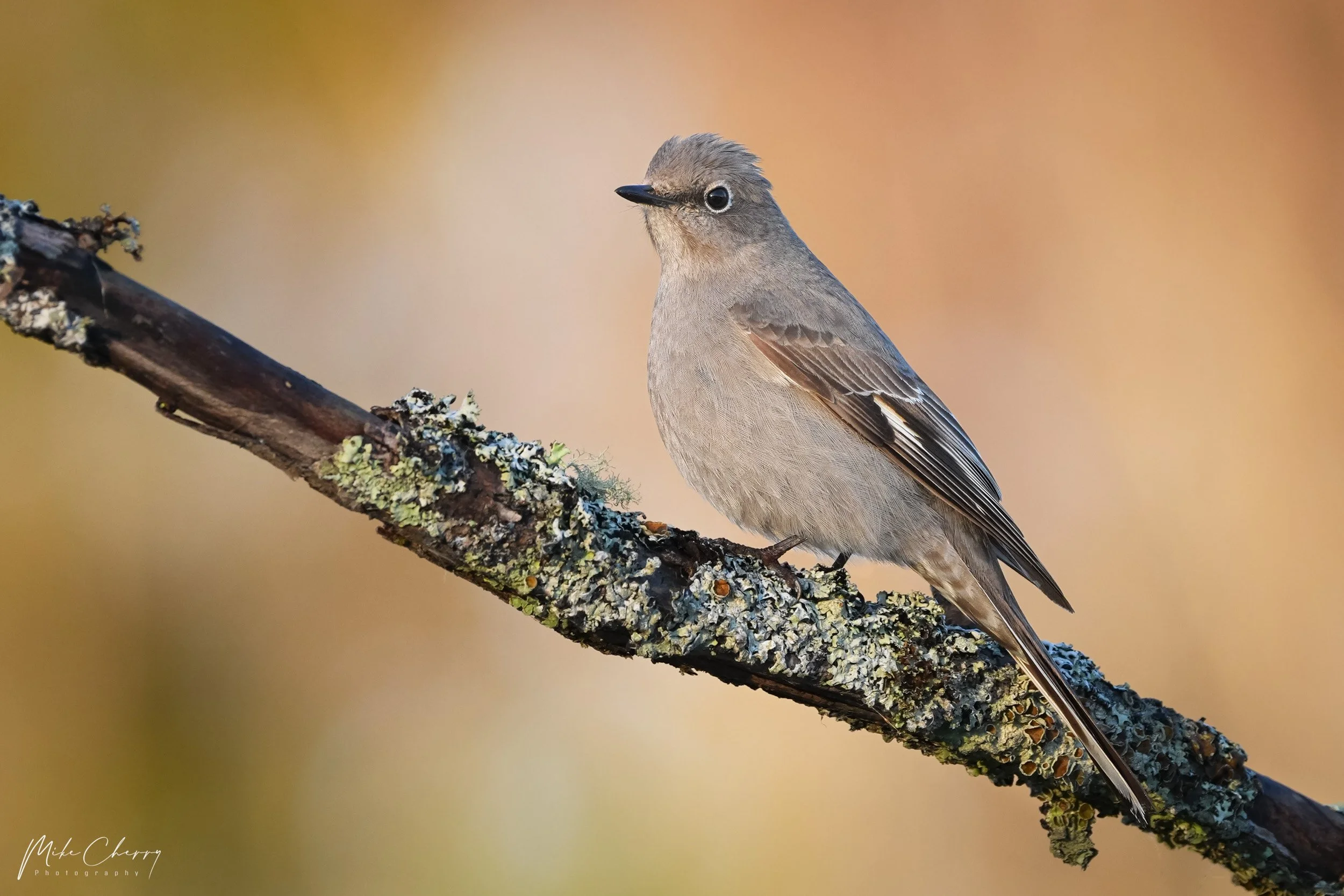 WLD116-townsend's-solitaire.jpg