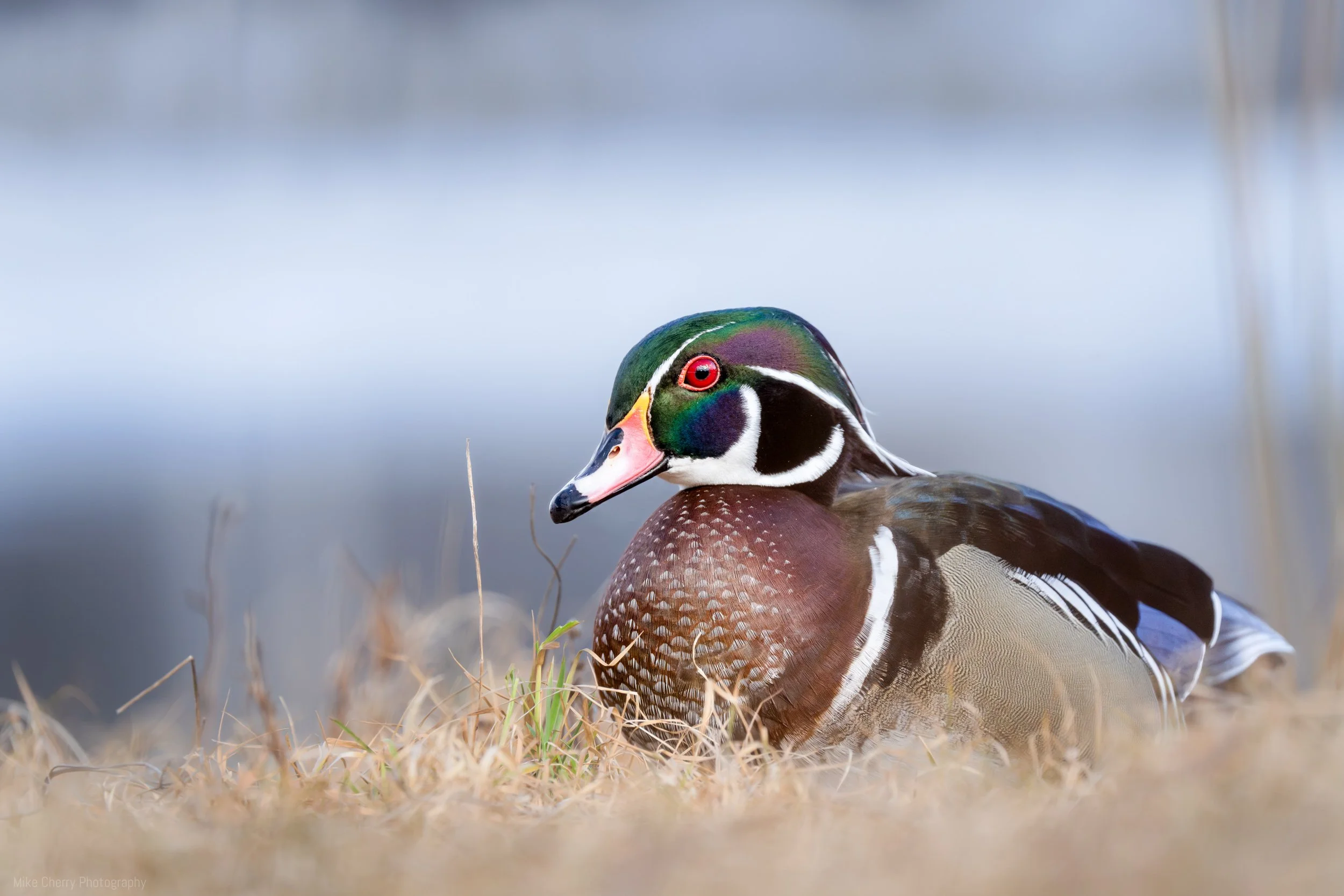  Wood Duck 
