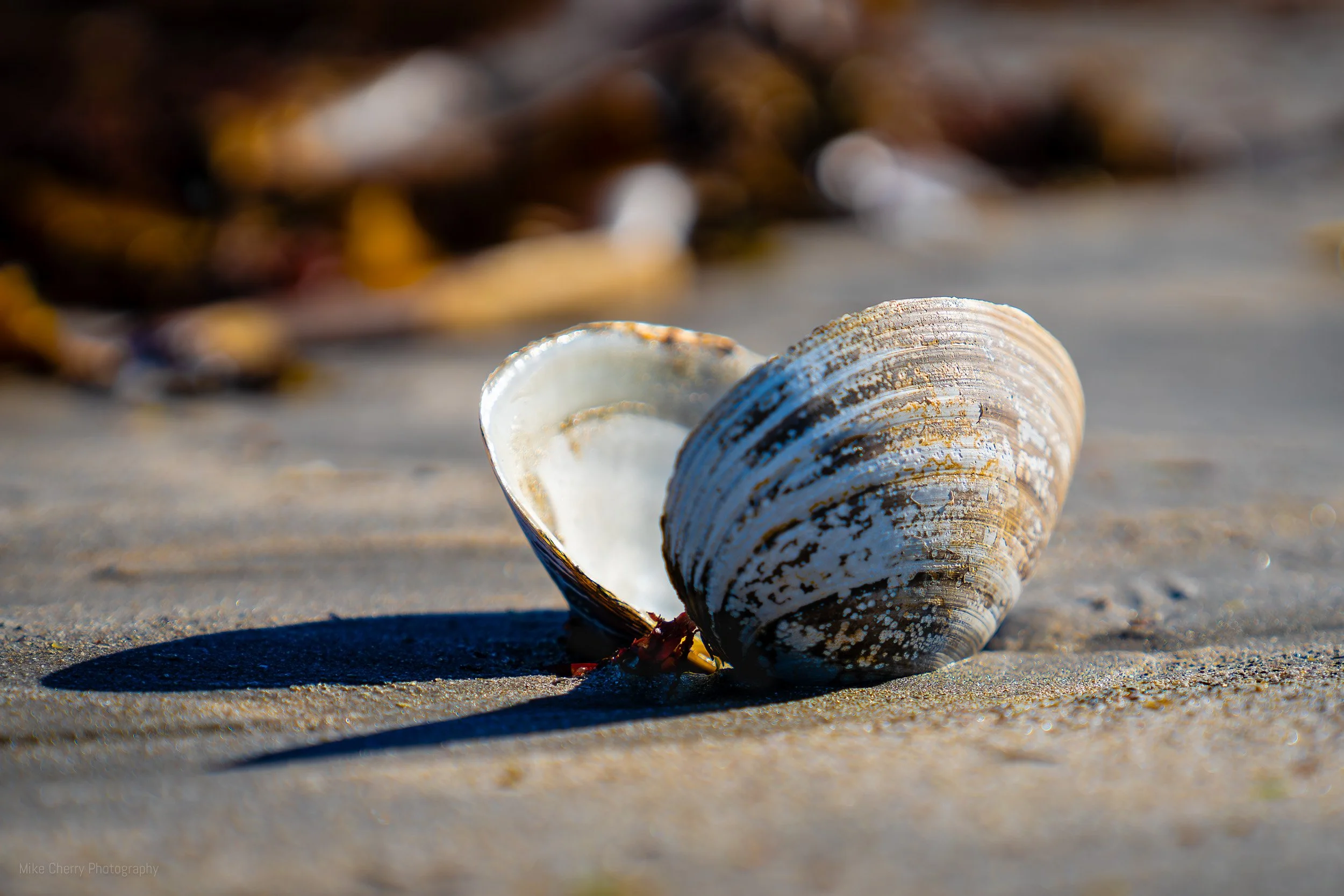  Atlantic Surf Clam, Martinique Beach, NS 
