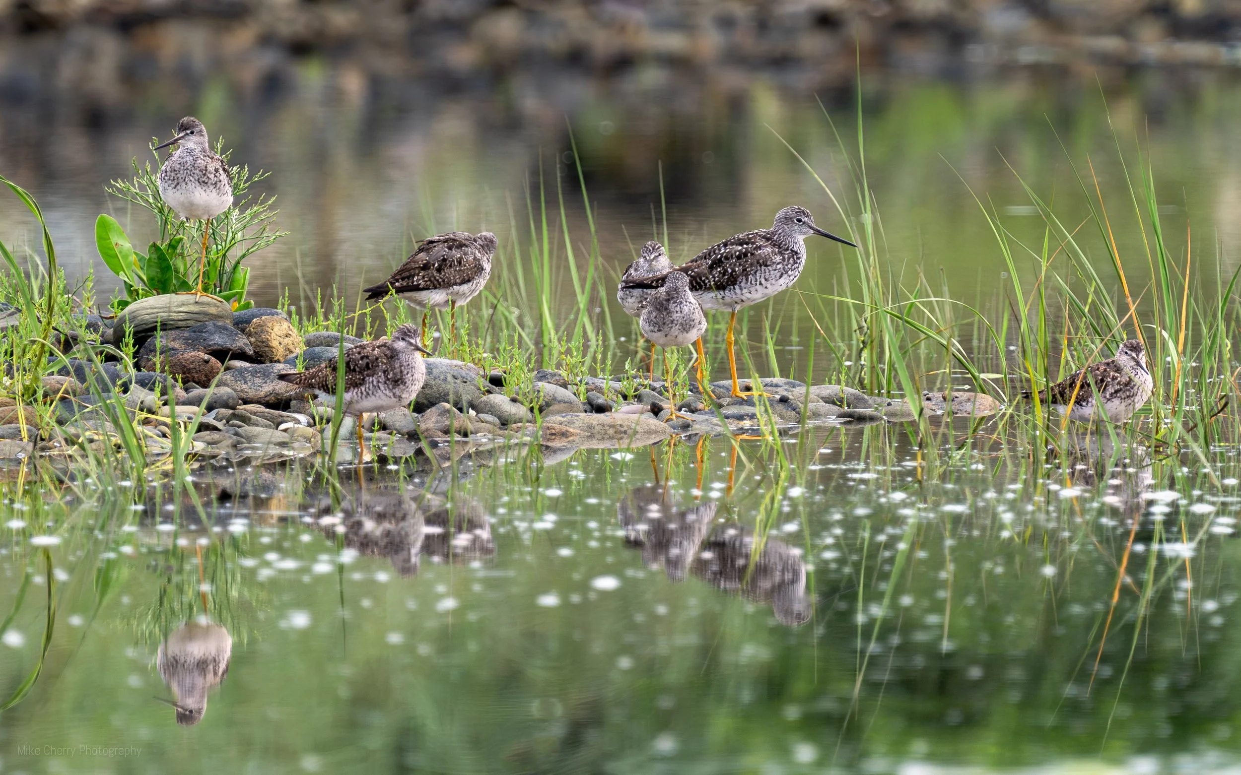  Sandpipers 