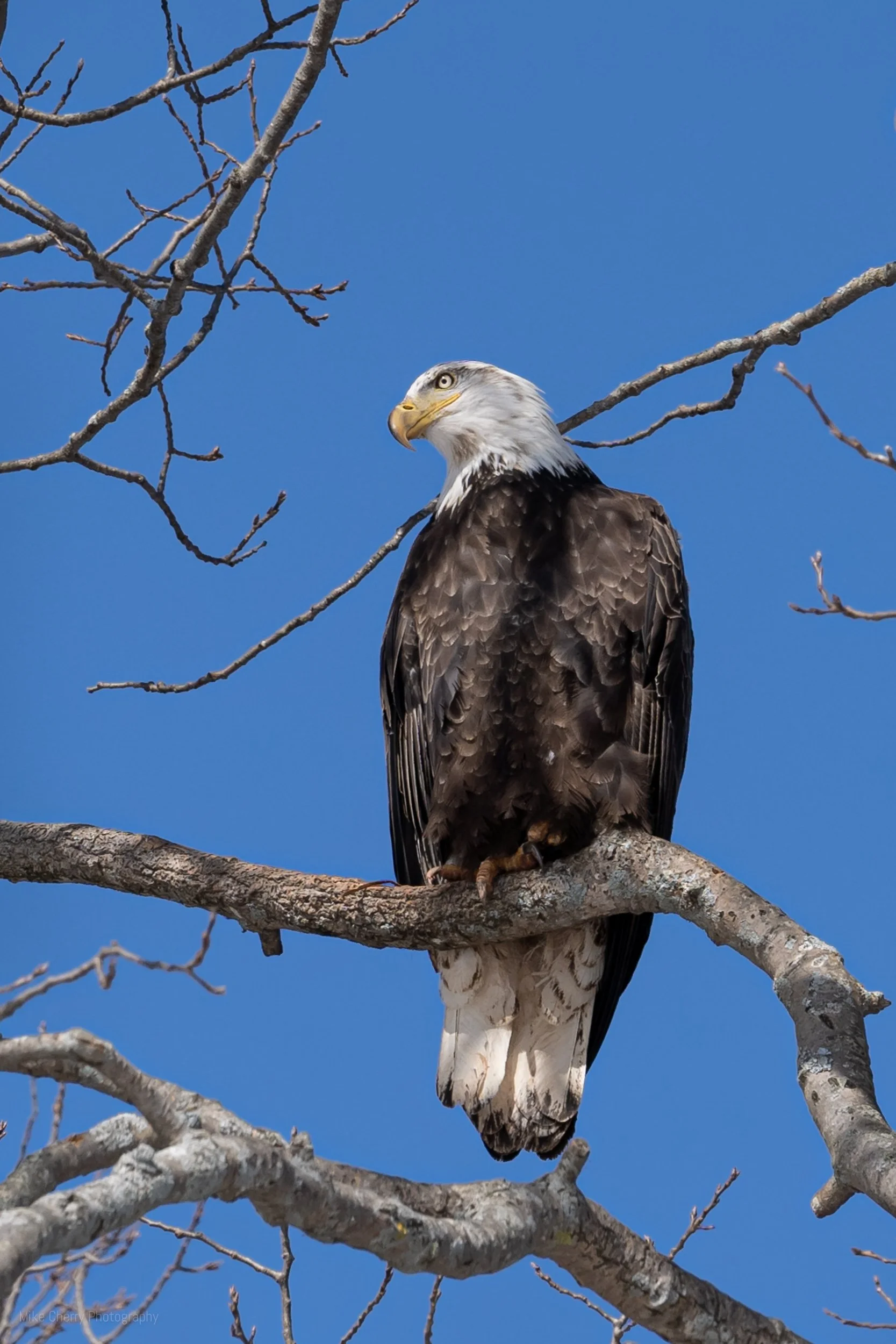  Bald Eagle 