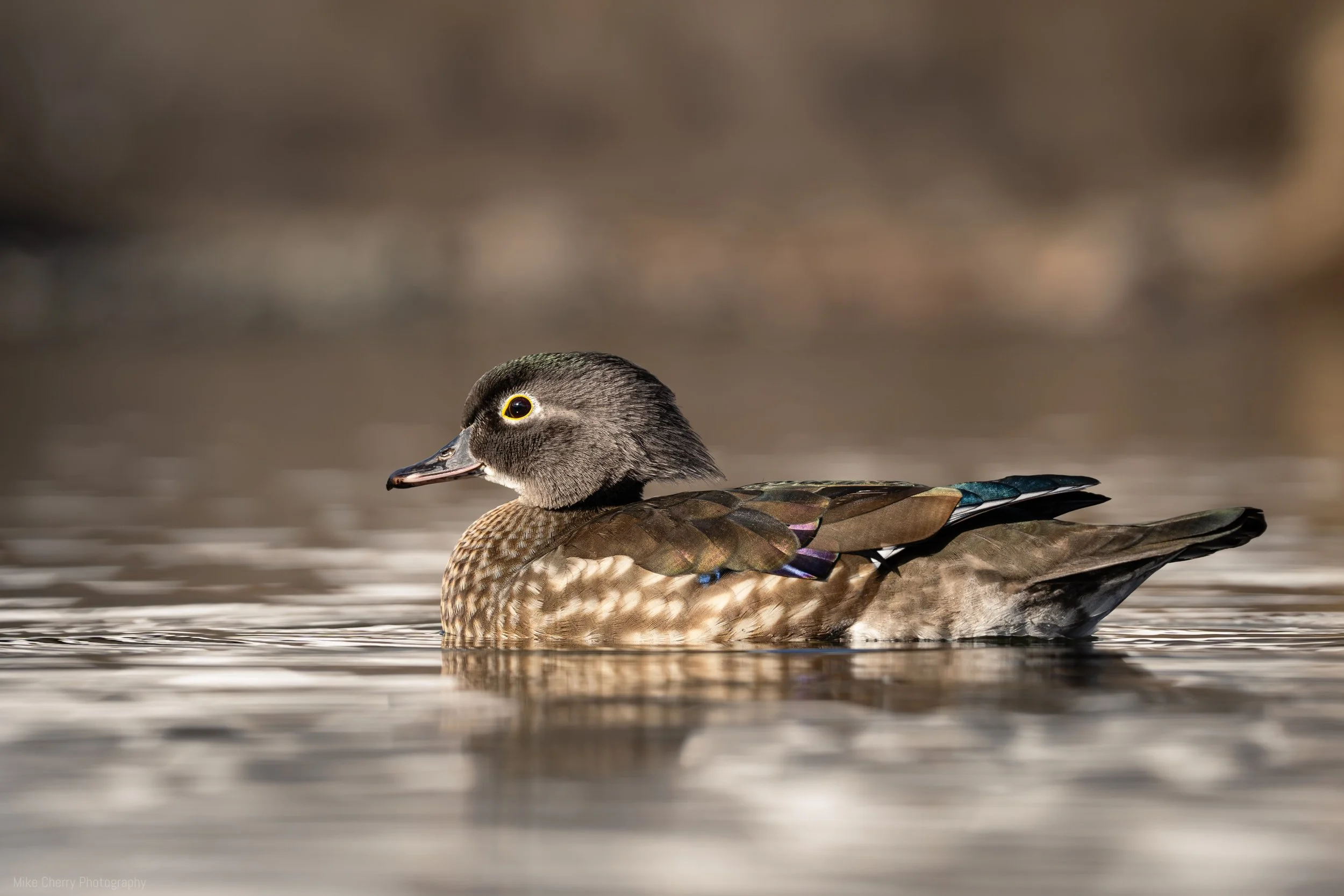  Wood Duck (Female) 