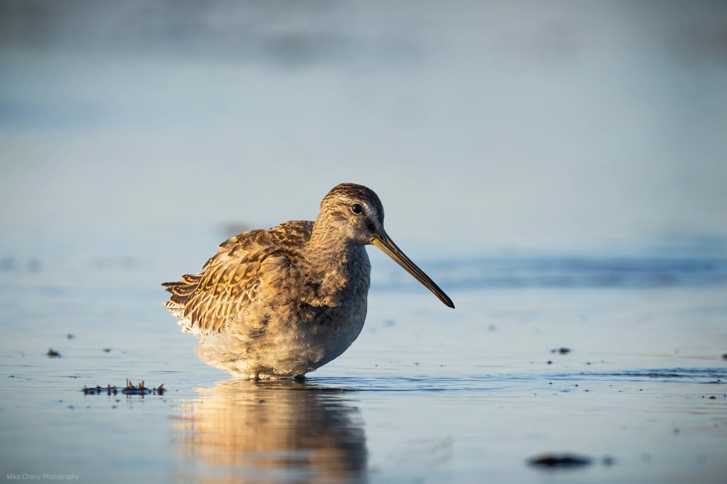  Short Billed Dowitcher 