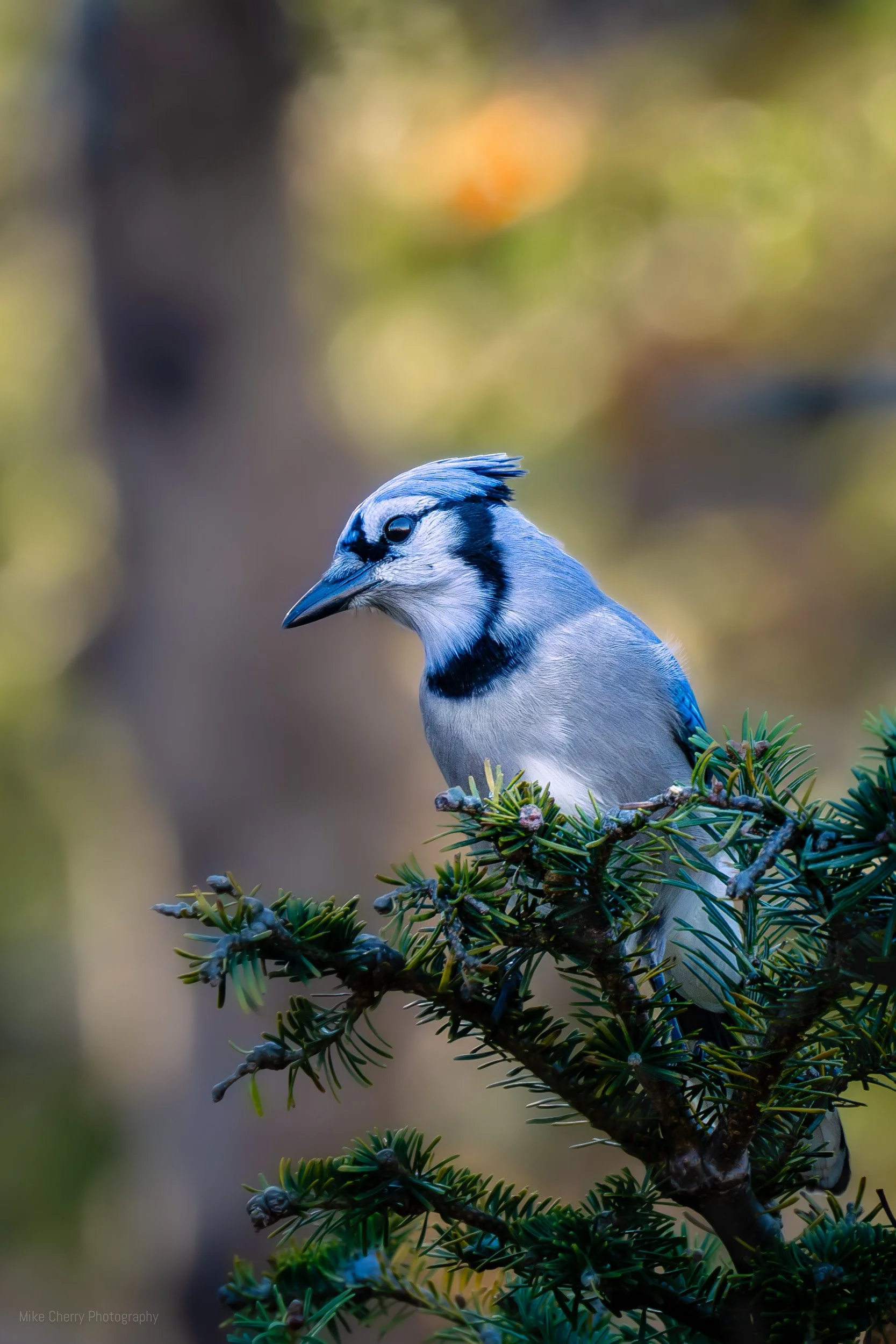  Blue Jay 