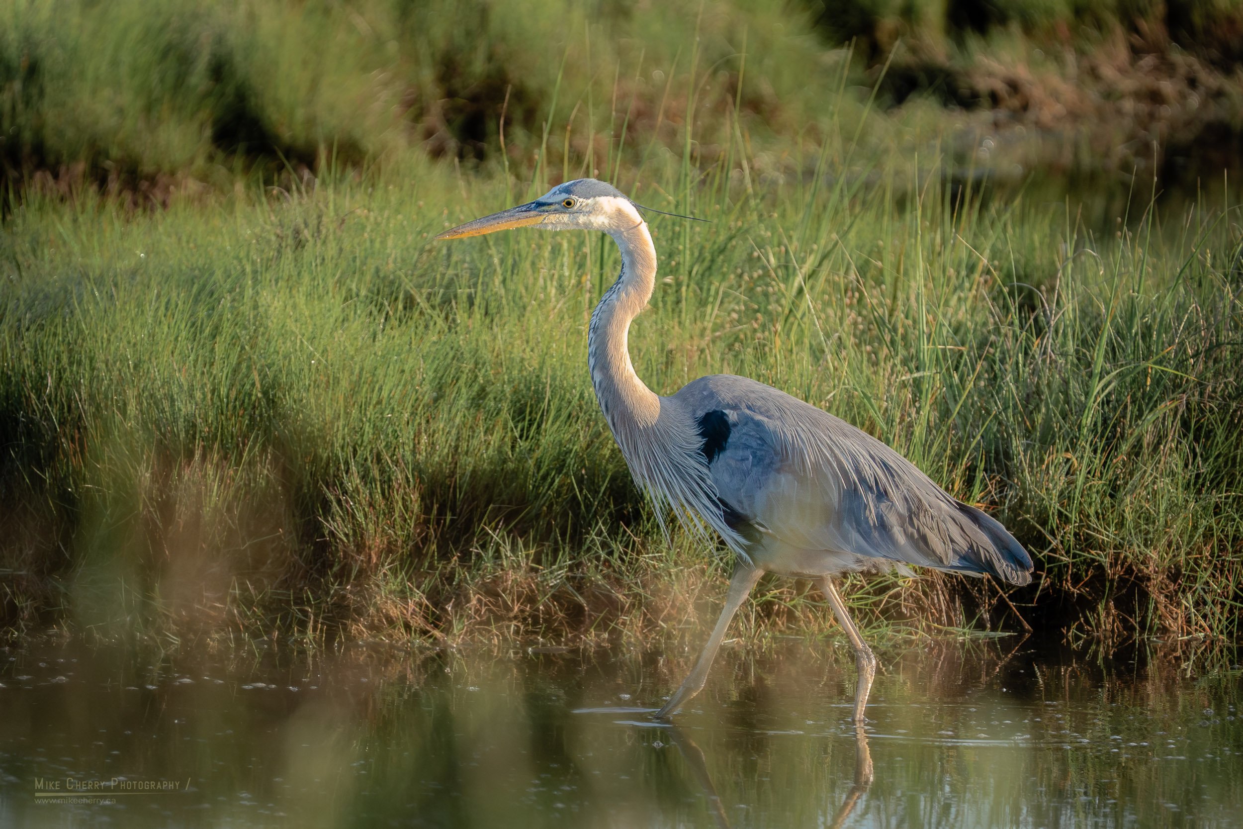 WLD082-great-blue-heron.jpg