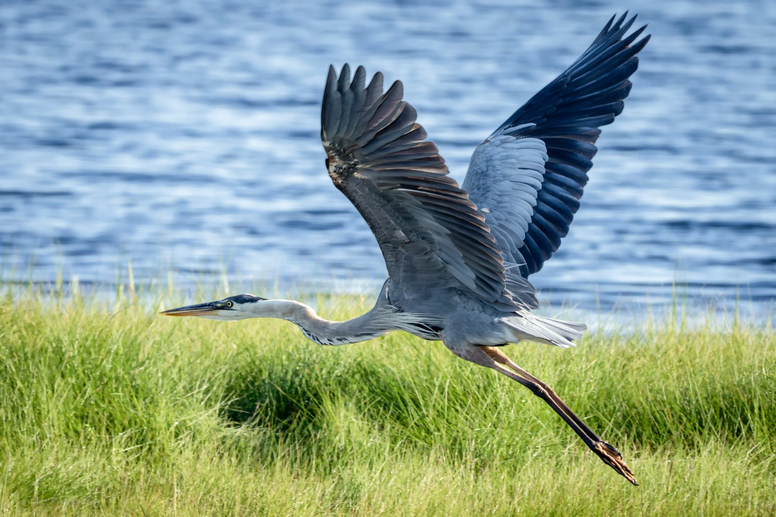  Great Blue Heron 