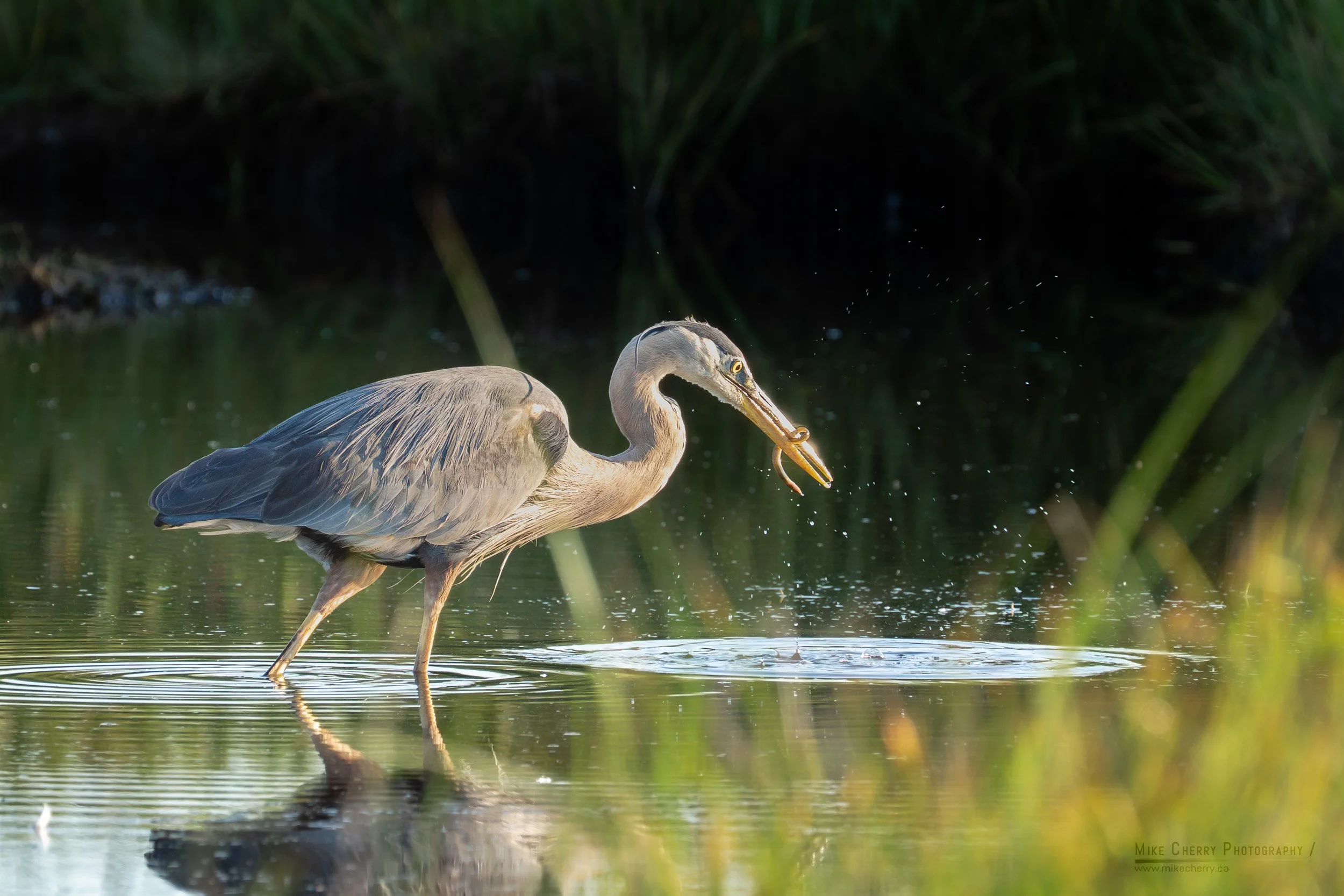 WLD083-great-blue-heron.jpg