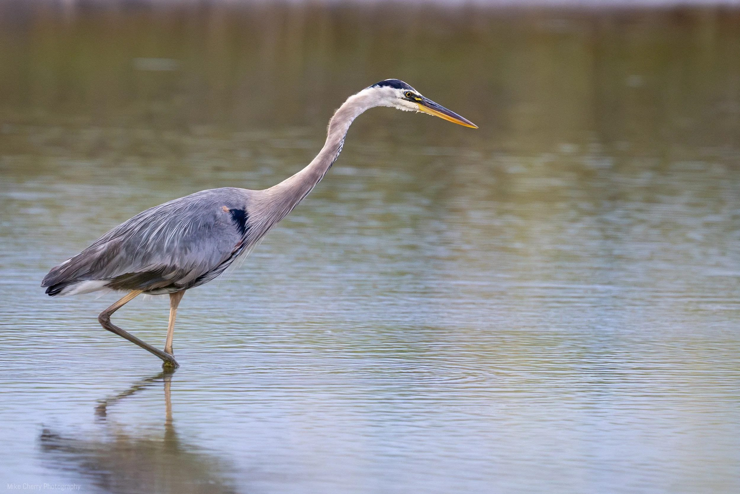  Great Blue Heron 