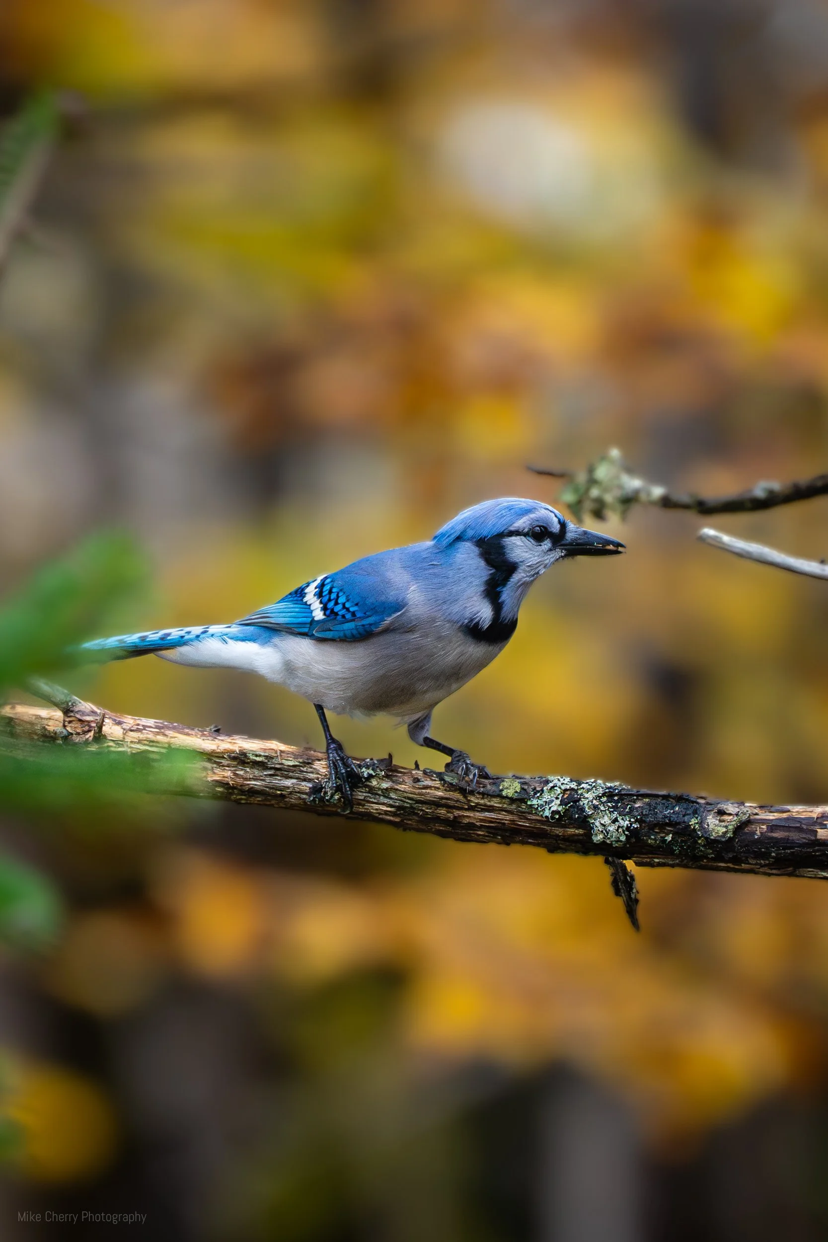  Blue Jay 