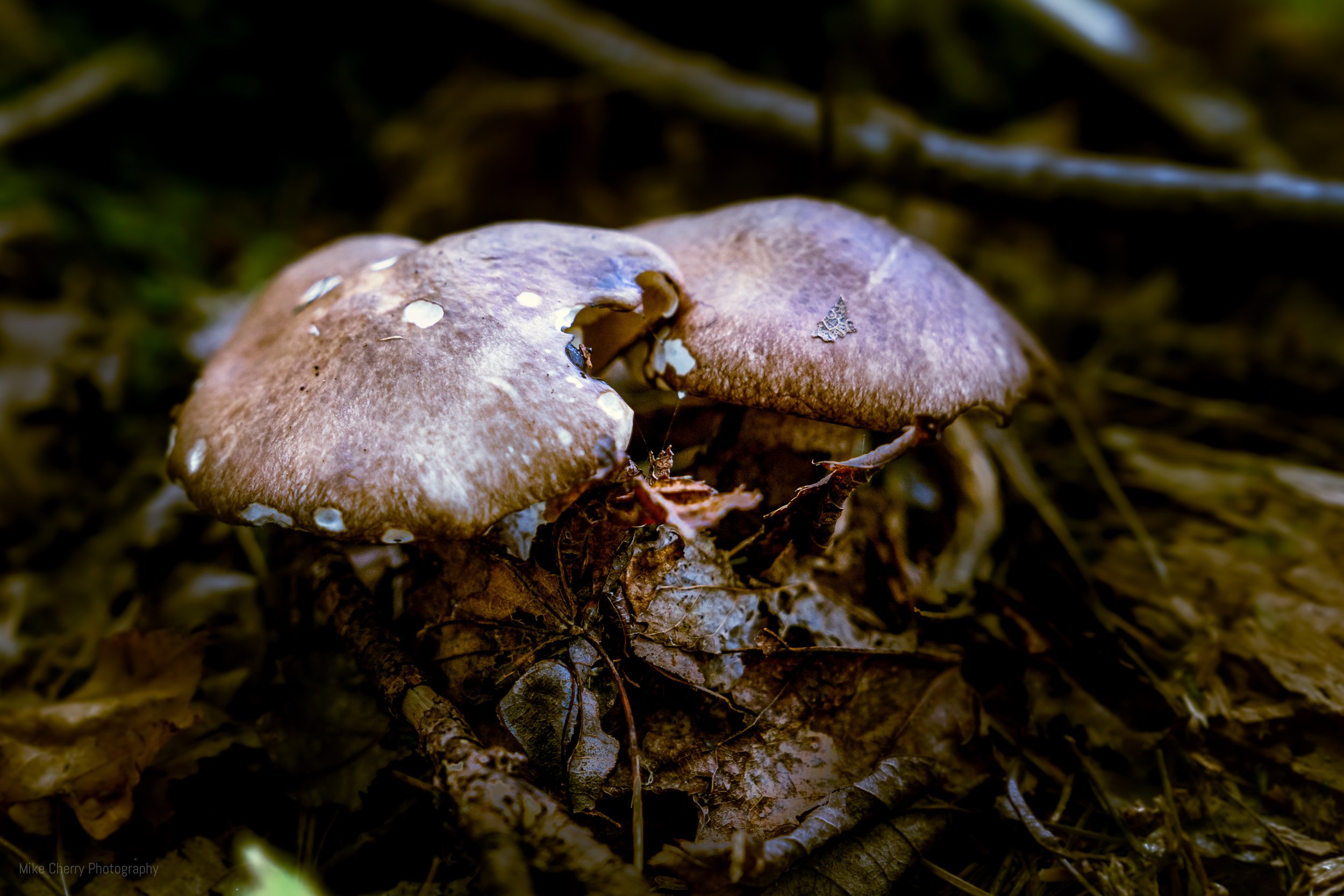  Mushrooms 