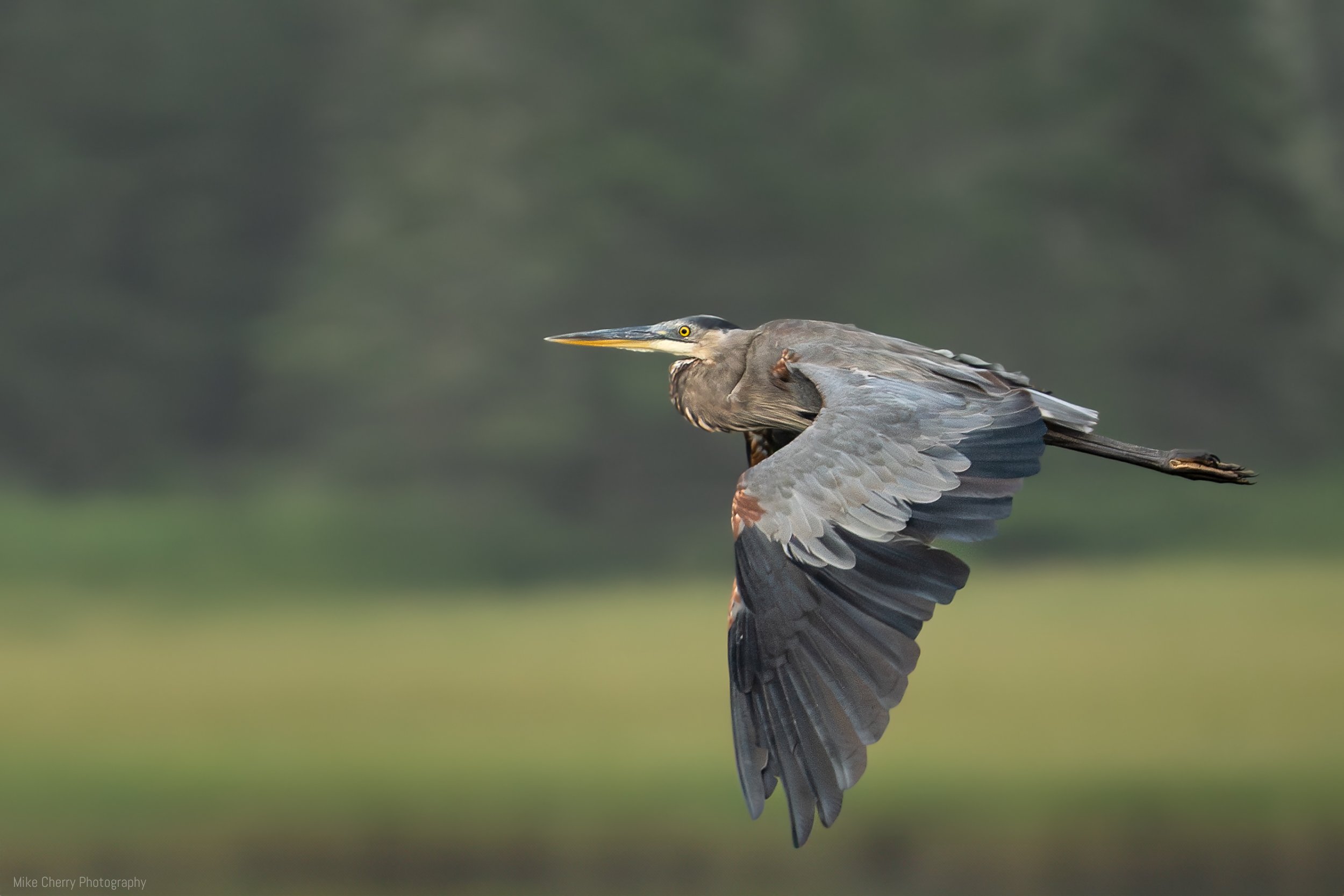  Great Blue Heron 
