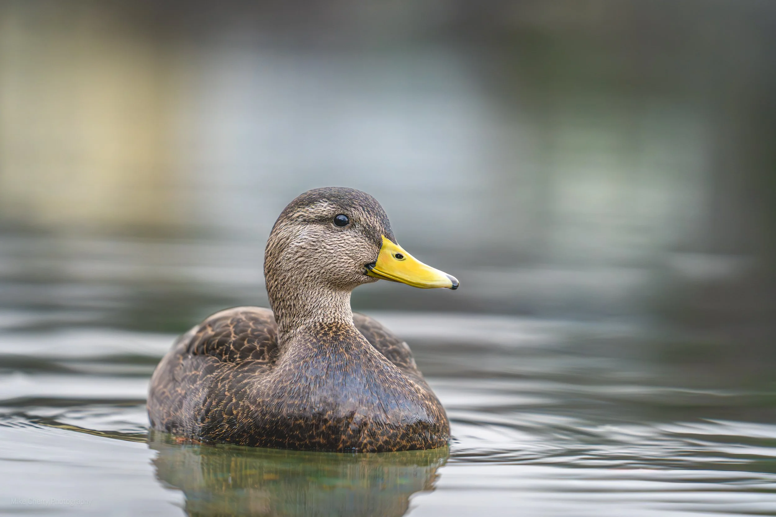  Black Duck (Male) 