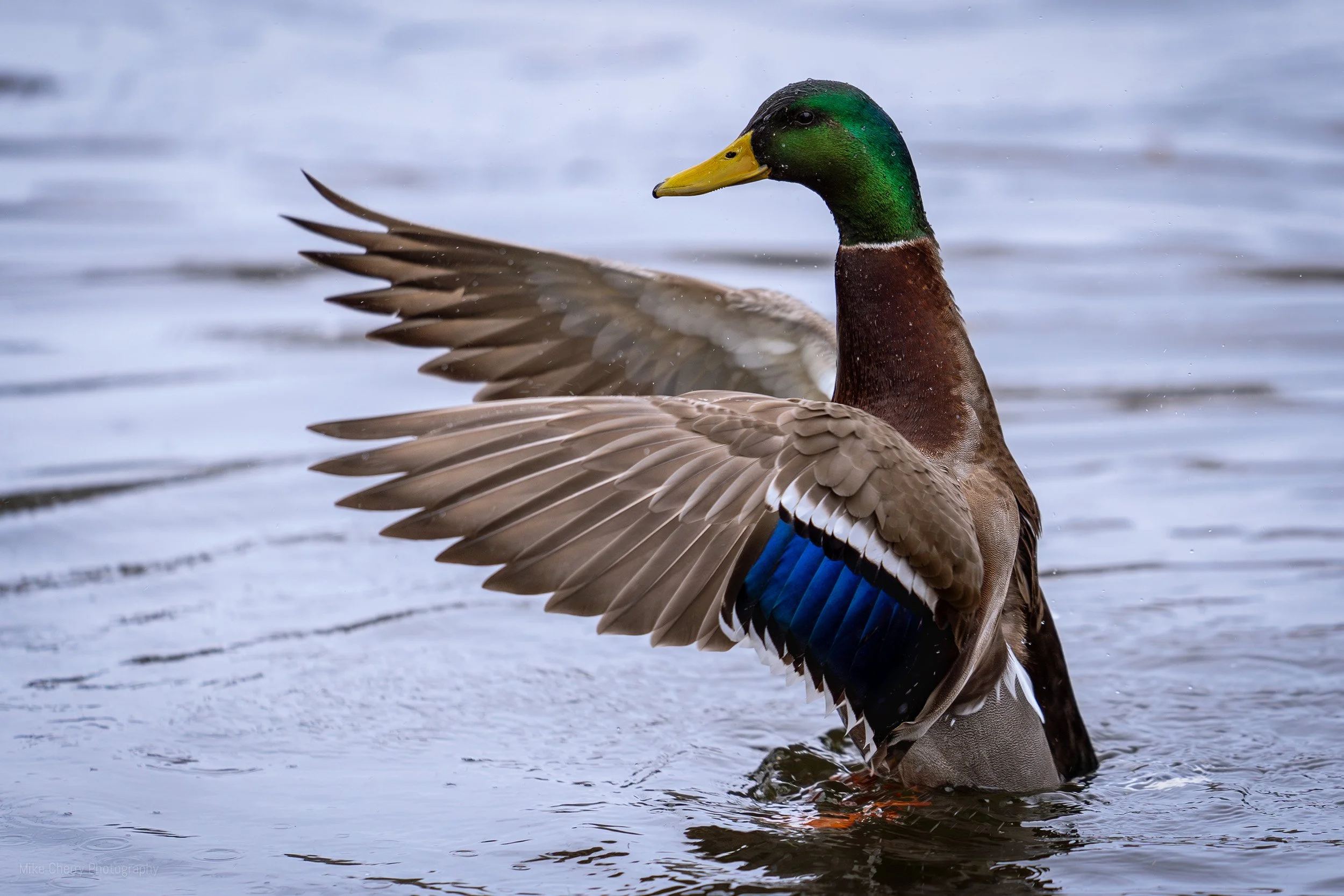  Mallard Duck 